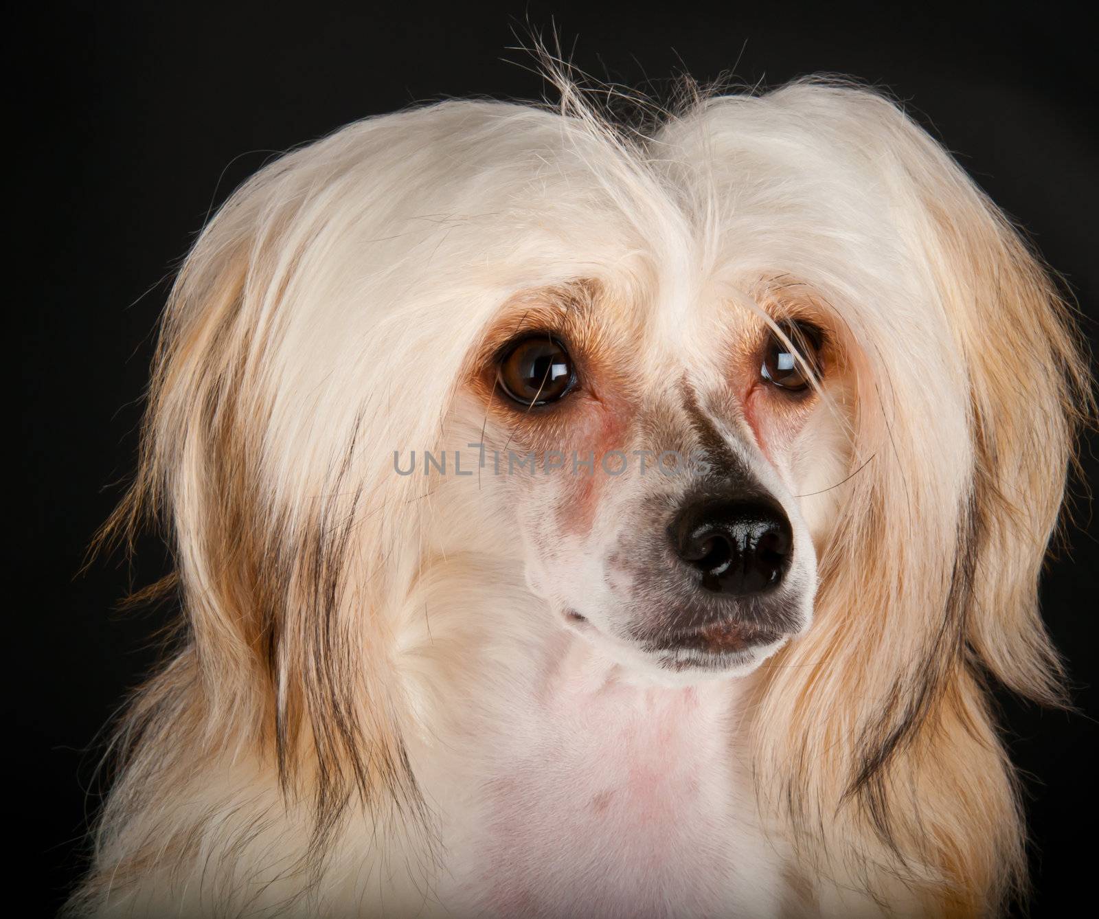 Groomed Chinese Crested Dog sitting - Powderpuff, 10 month old.