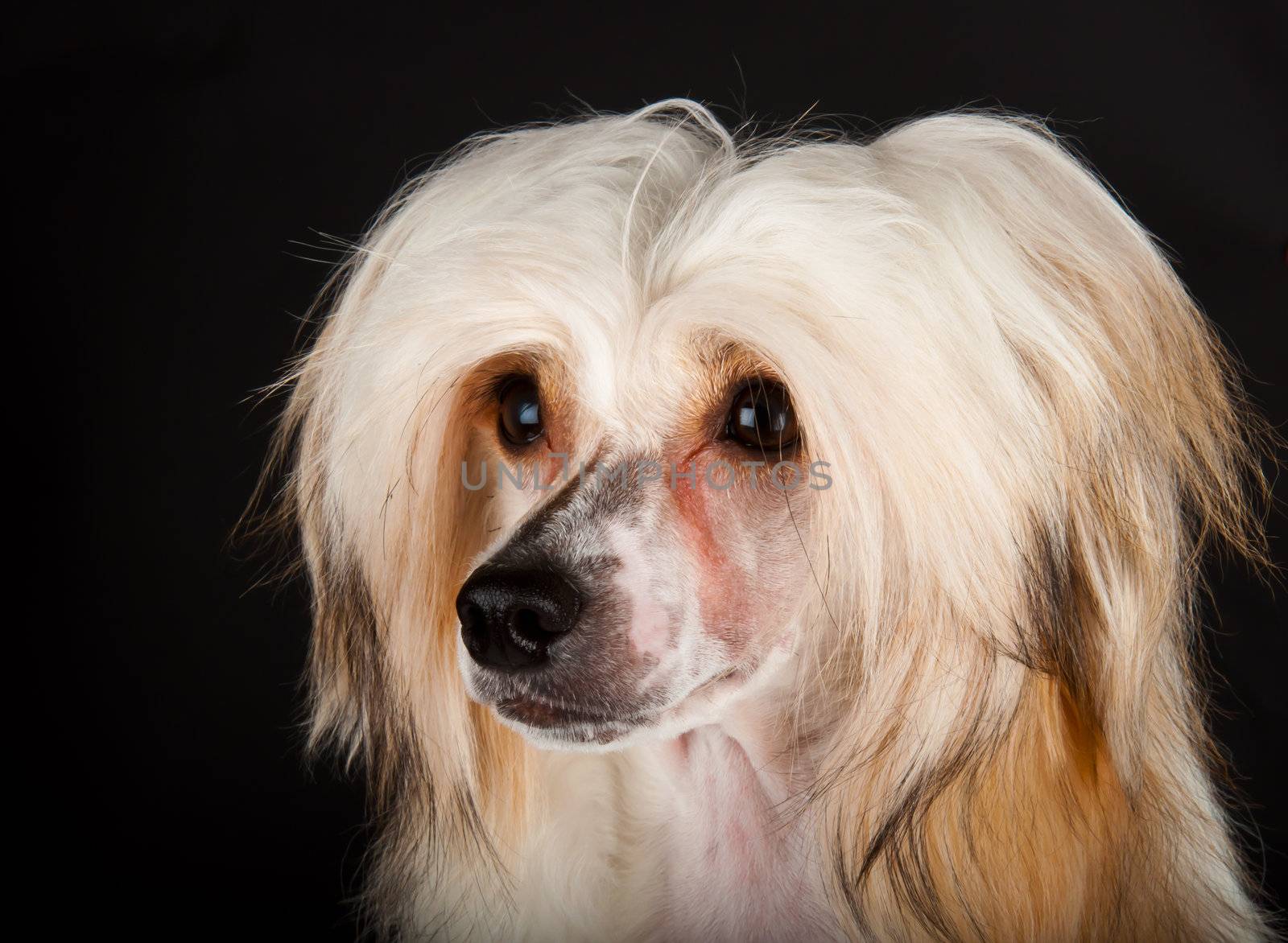 Groomed Chinese Crested Dog by rook