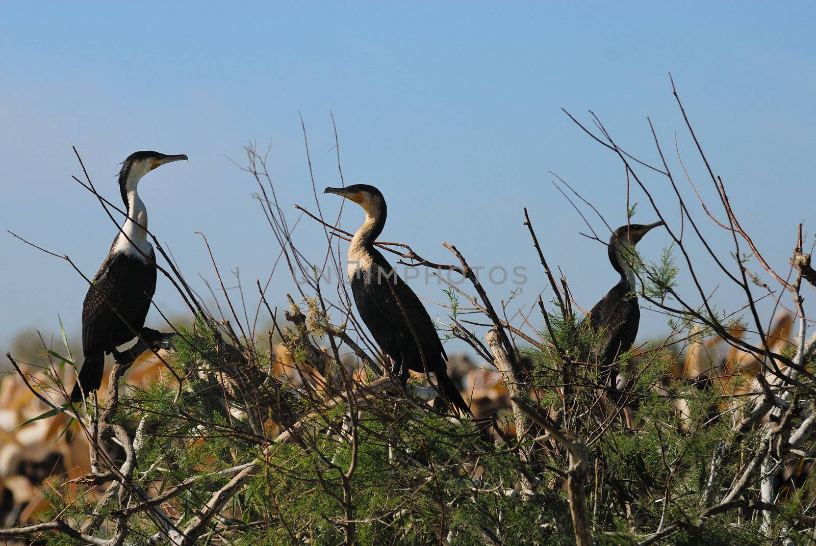 A cormoran colony, at the djoudj reserve, Senegal, Africa