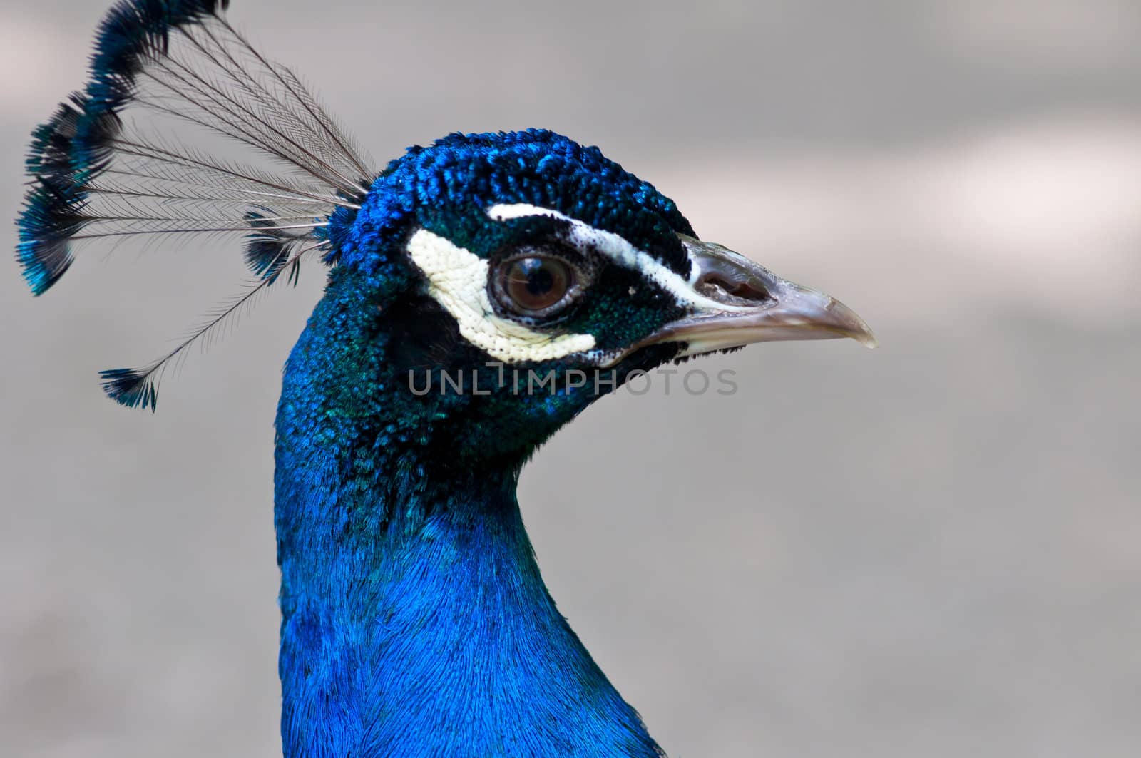 Picture of a beautiful male peacock with colorful tail on display.