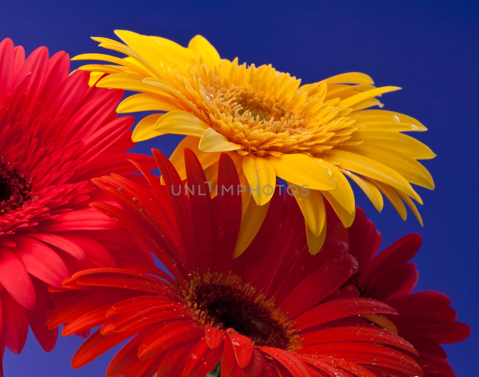 Gerbera is a genus of ornamental plants from the sunflower family (Asteraceae).
