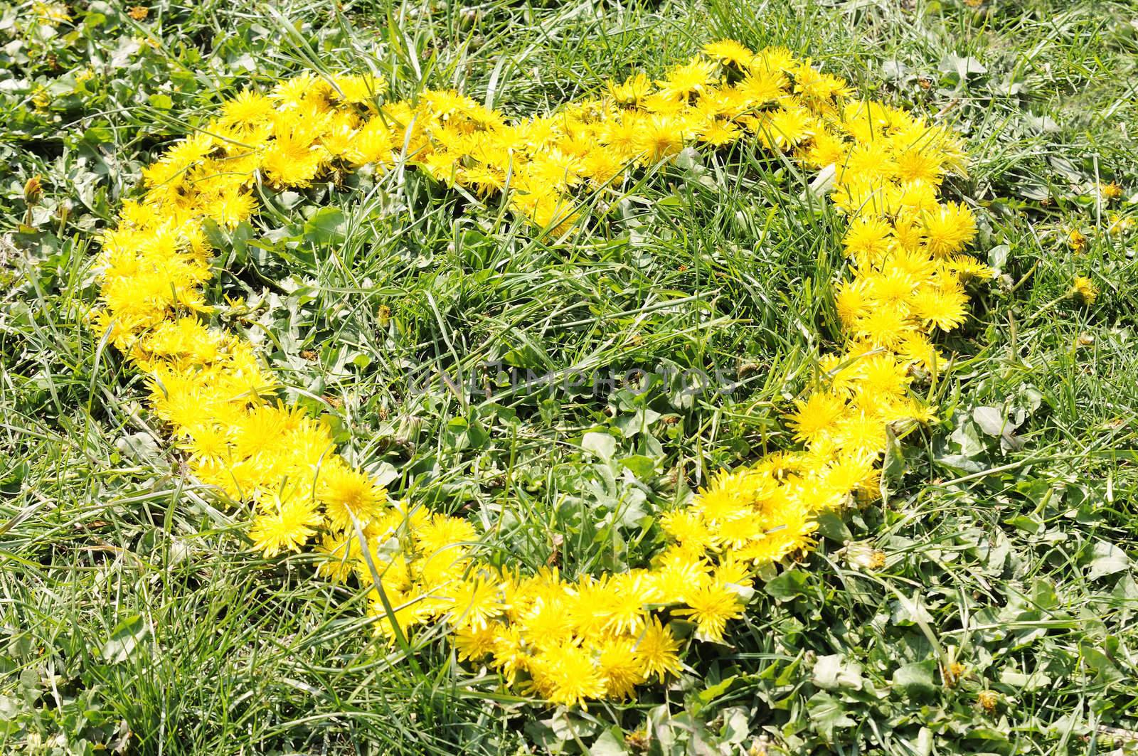 Natural yellow heart made with dandelions