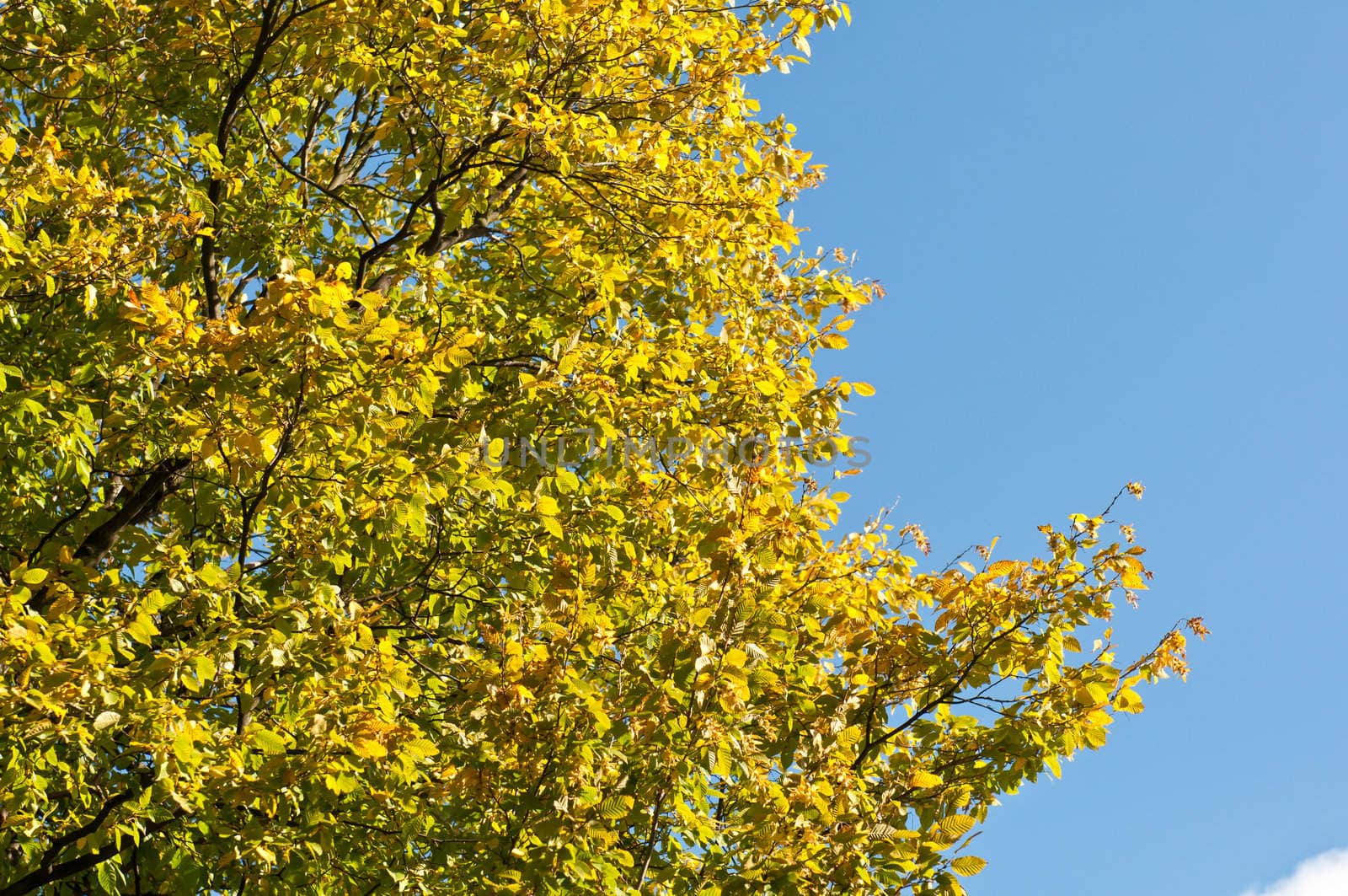 In this photo the beautiful autumn wood is shown