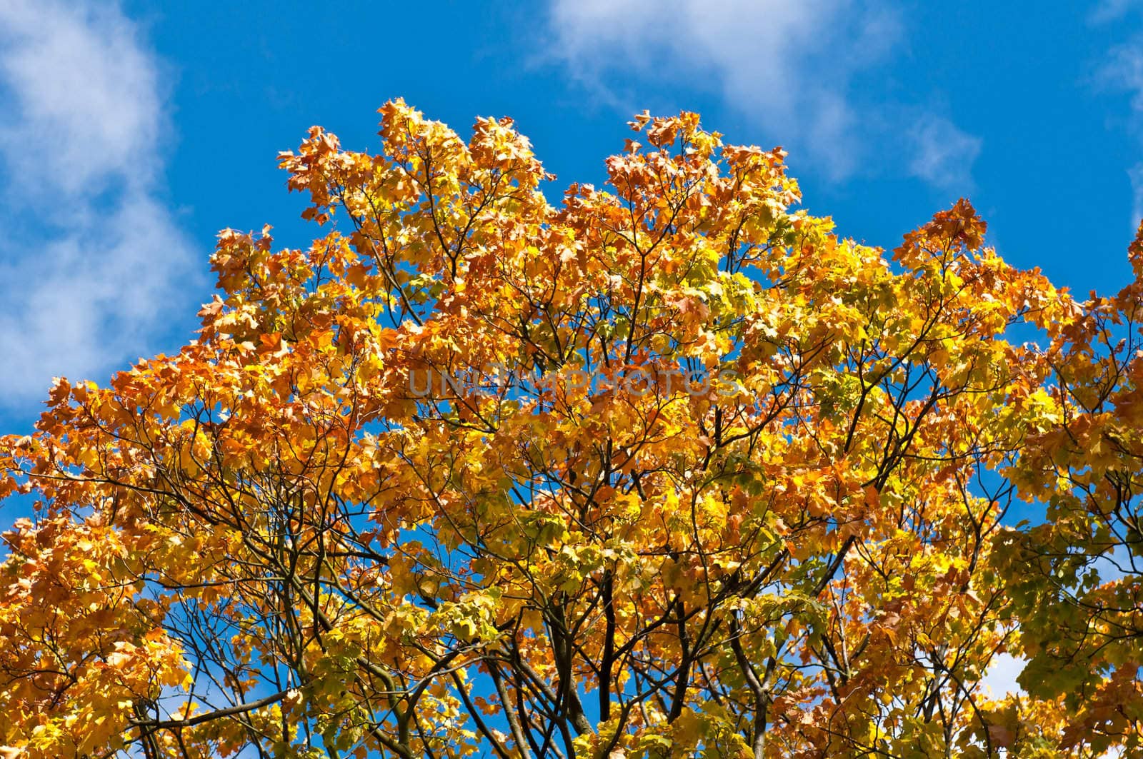 In this photo the beautiful autumn wood is shown