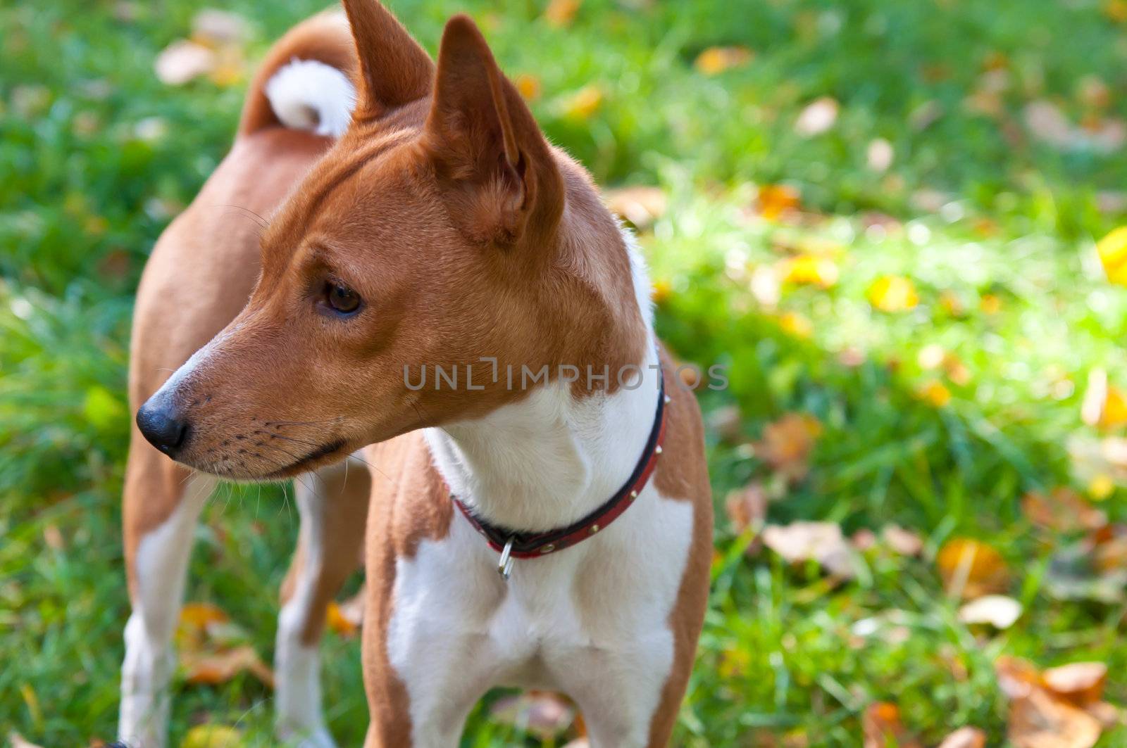 A portret of a basenji dog. Basenji`s interest. Basenji - an african dog.