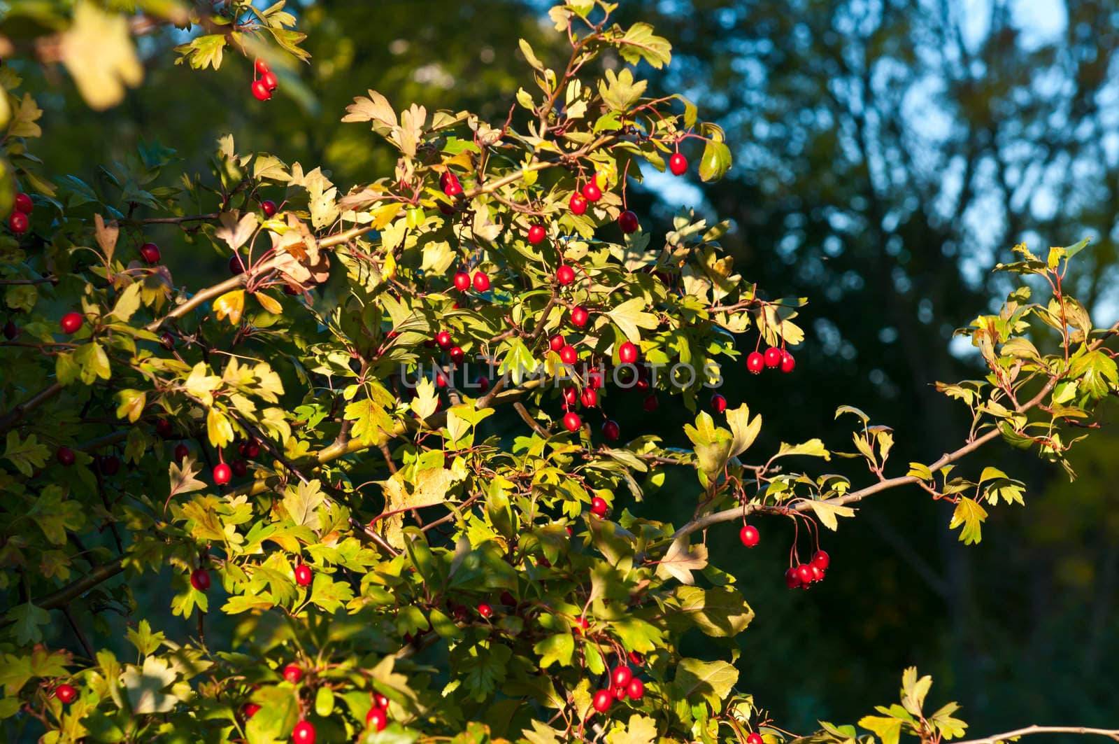 Red berries on the tree. Green bush with clusters of red berries.