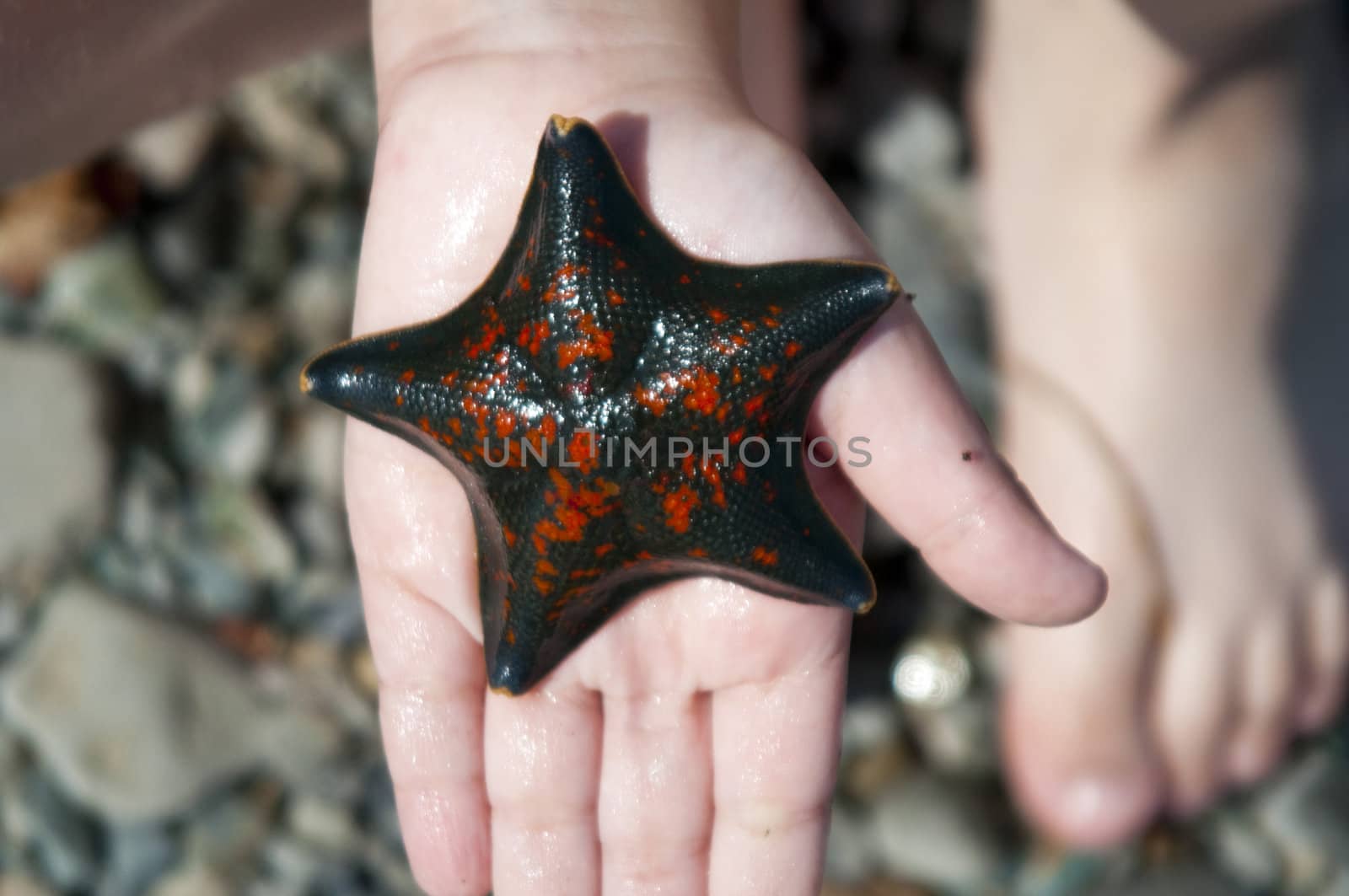 High resolution image. The starfish lays on a palm of the child.