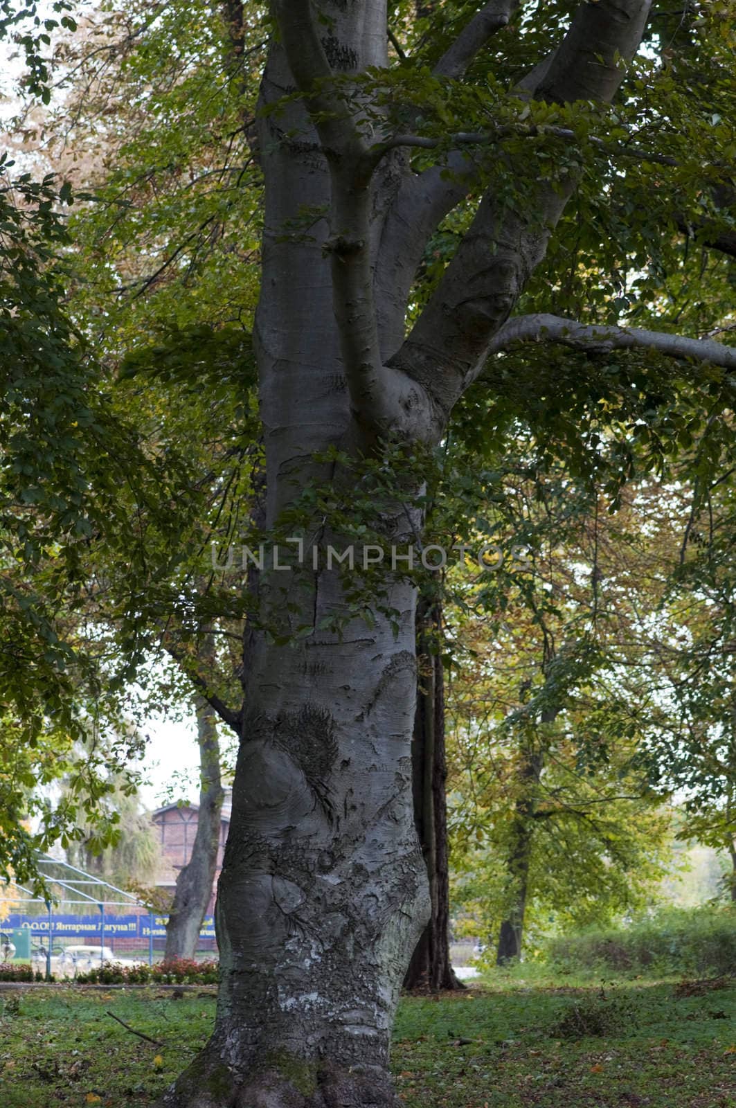 High resolution image. Avenue in park. Old tree in city park.