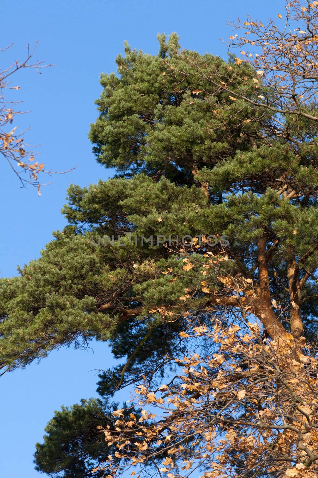 High resolution image. Pine against the blue sky. Autumn forest.