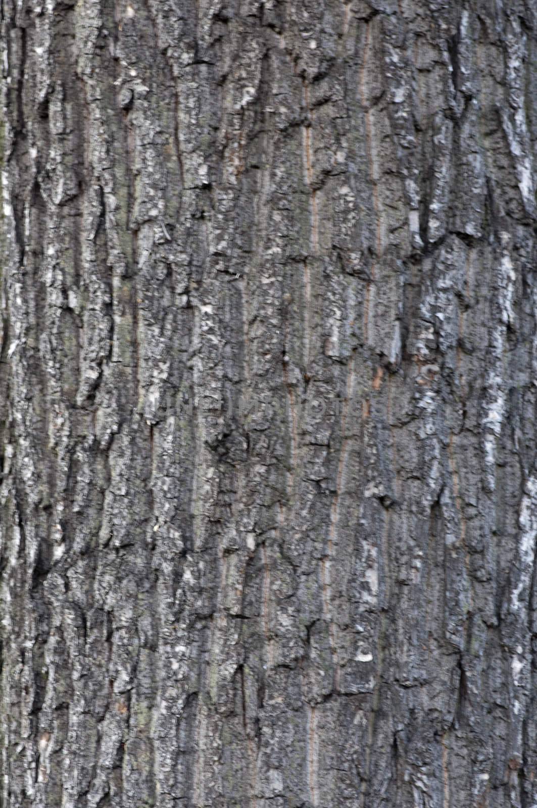 High resolution image. Tree bark. Thick tree trunk. Texture of a bark of a tree