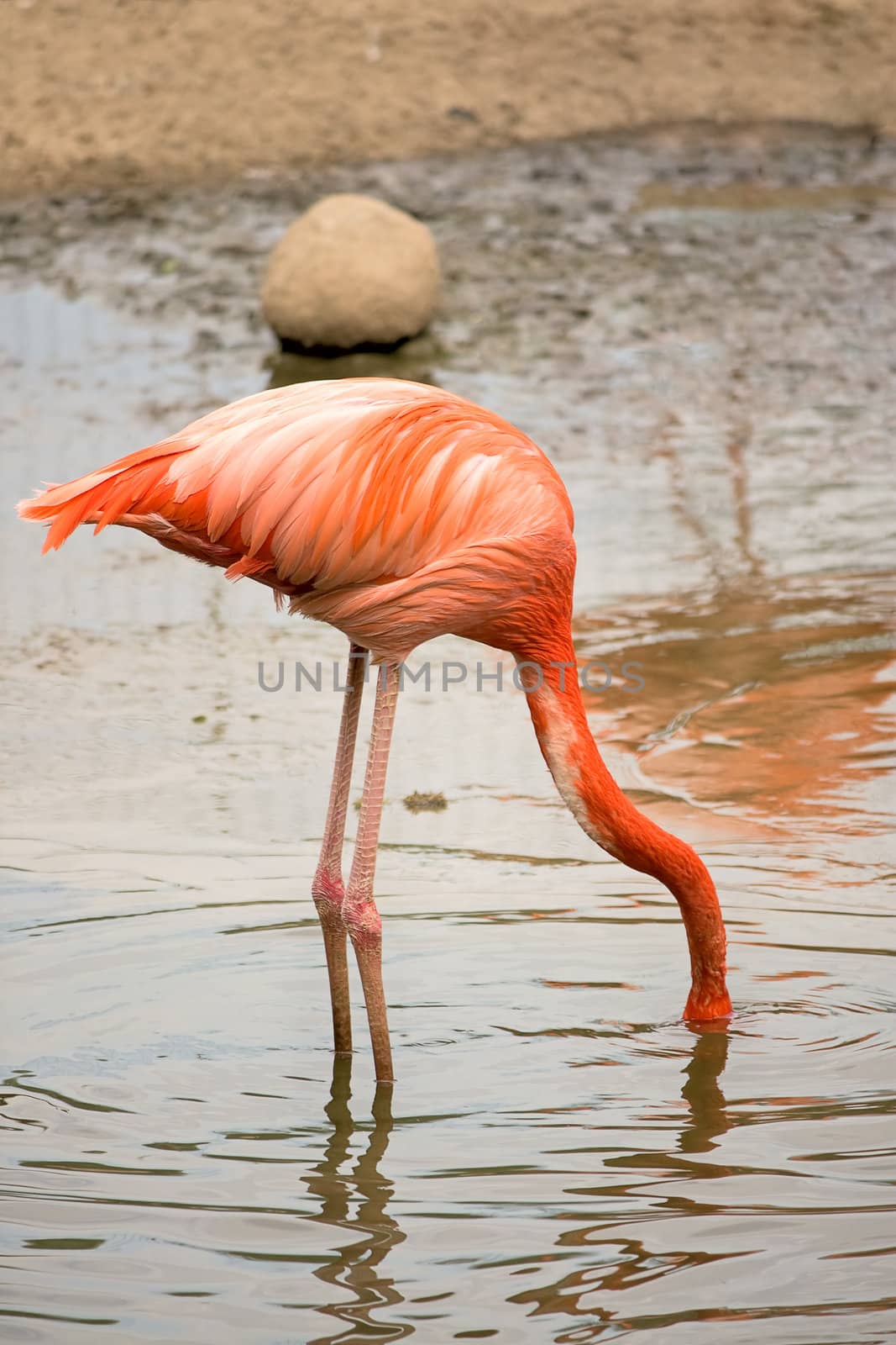 Flamingo bent her head into water. Picture was taken at zoo.