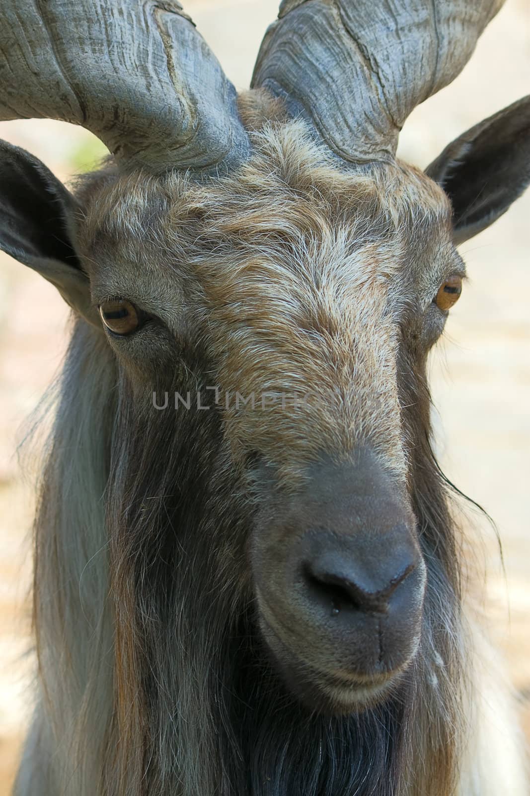 goat by zhannaprokopeva