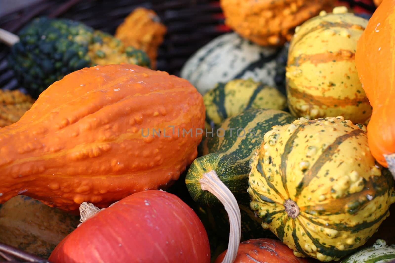 Pumpkins still-life with natural background  by orson
