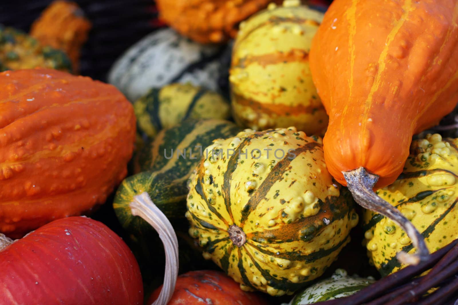 Halloween pumpkins still-life with natural background 