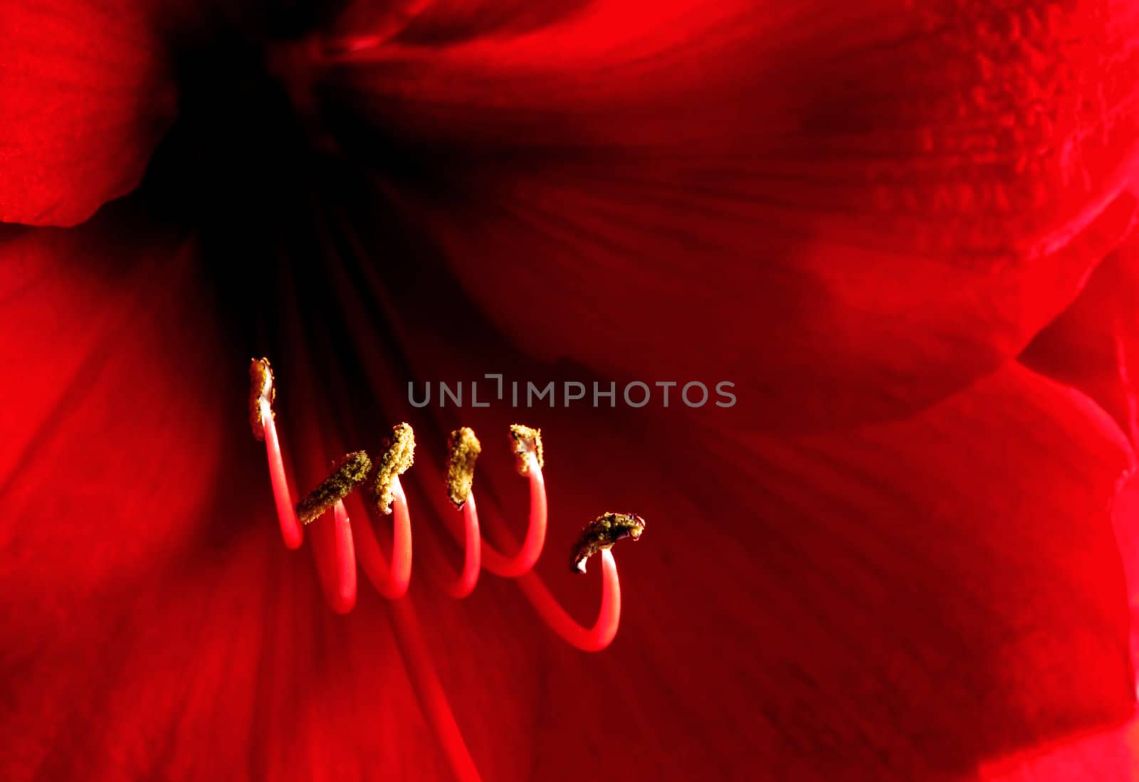 Red amaryllis by GryT