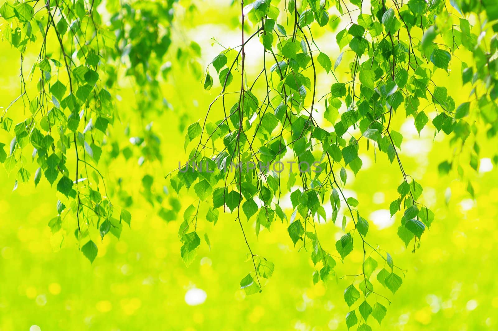 green leaves foliage at springtime outside in the nature