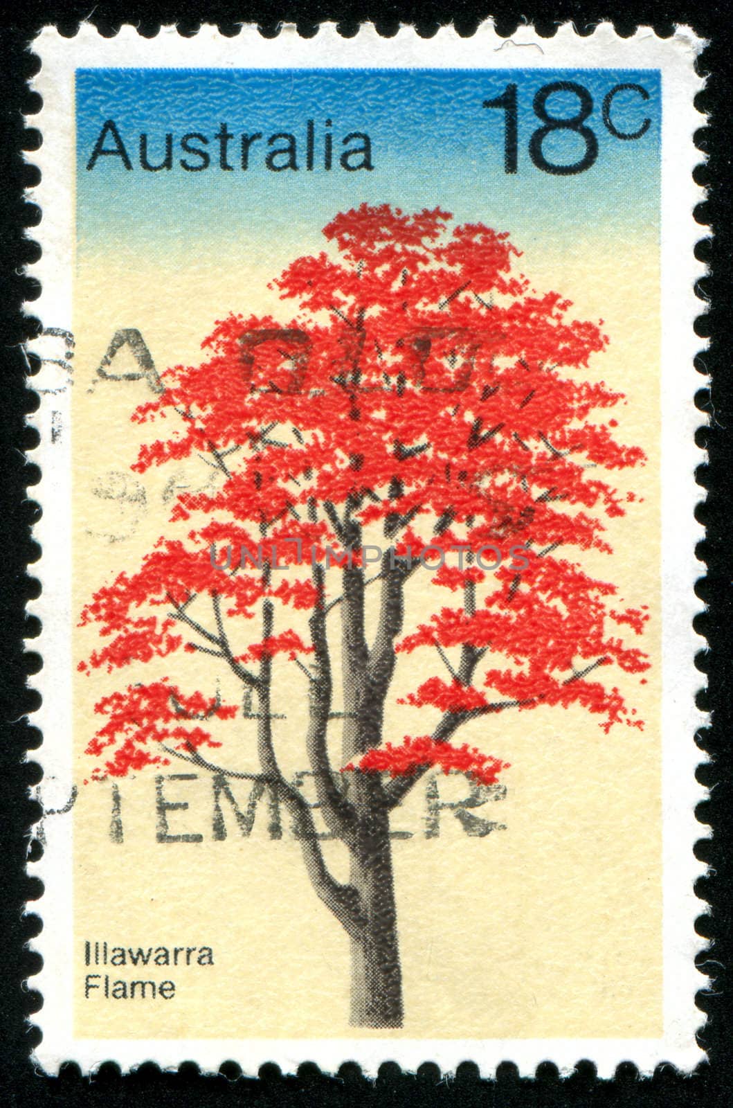 AUSTRALIA - CIRCA 1978: stamp printed by Australia, shows Illawarra Flame tree, circa 1978