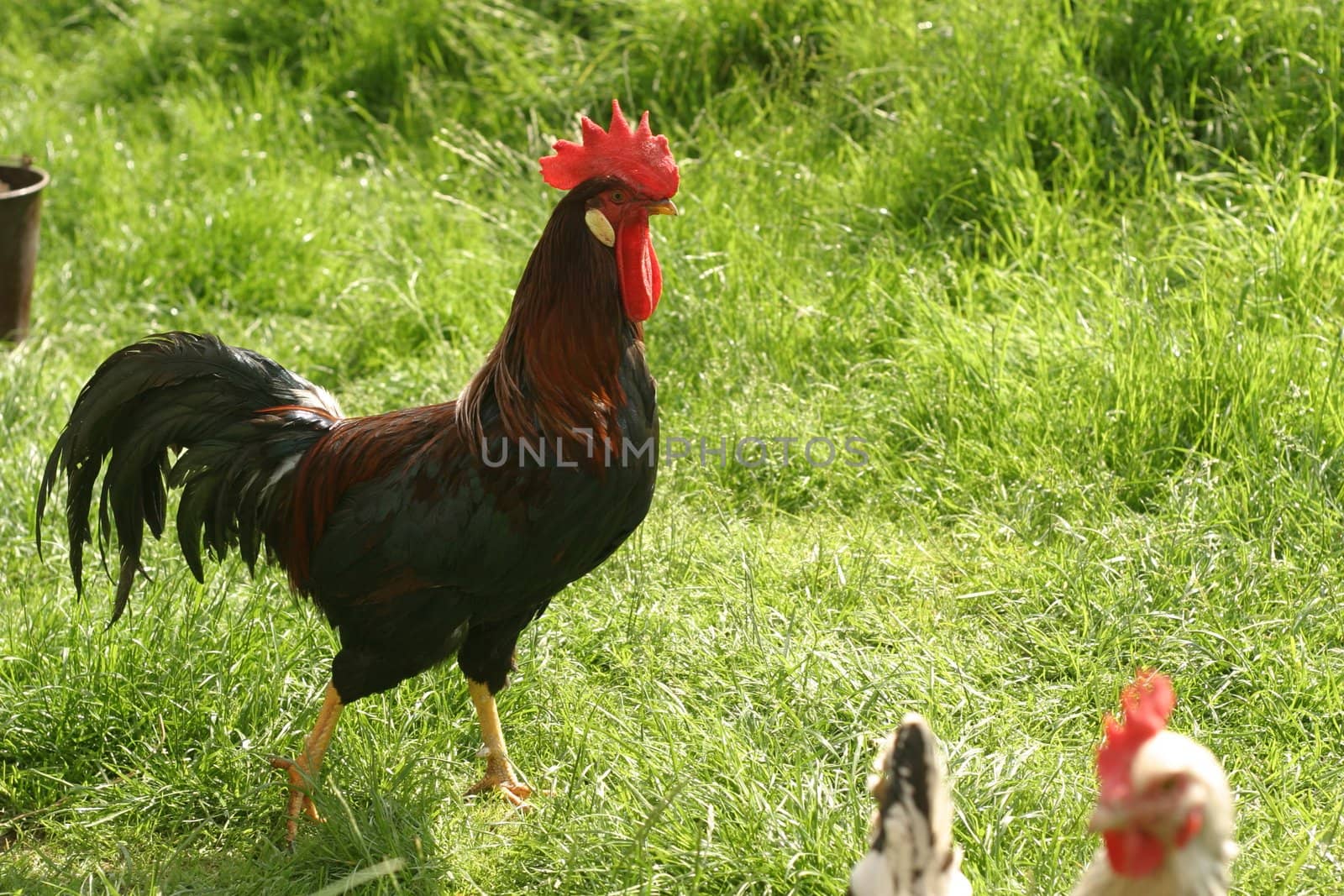 hen outside in the meadow on a sunny day