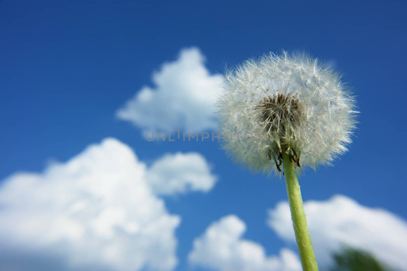 blowball dandelion clock at springtime in the wind