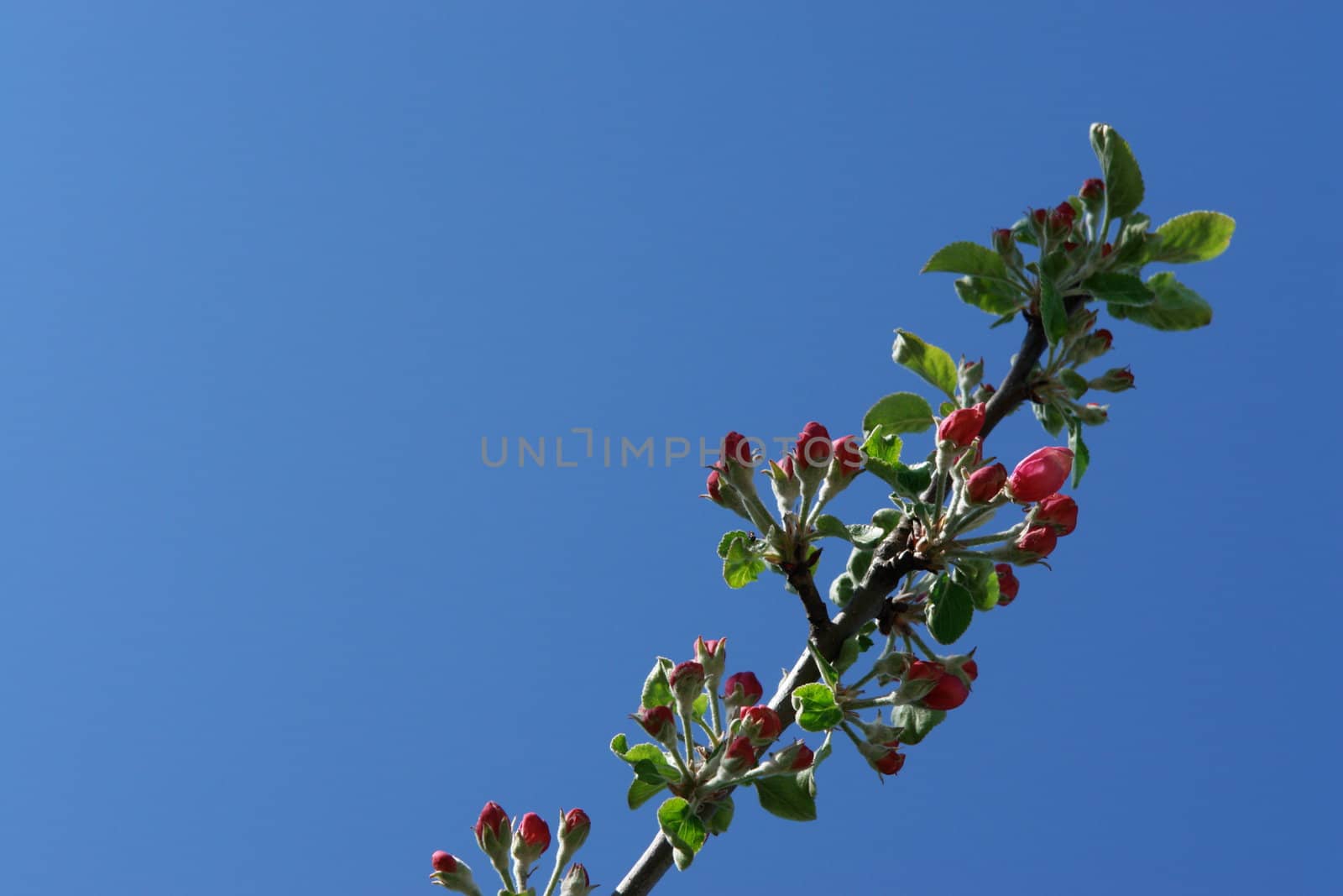 apple blossoms against blue sky on a sunny day