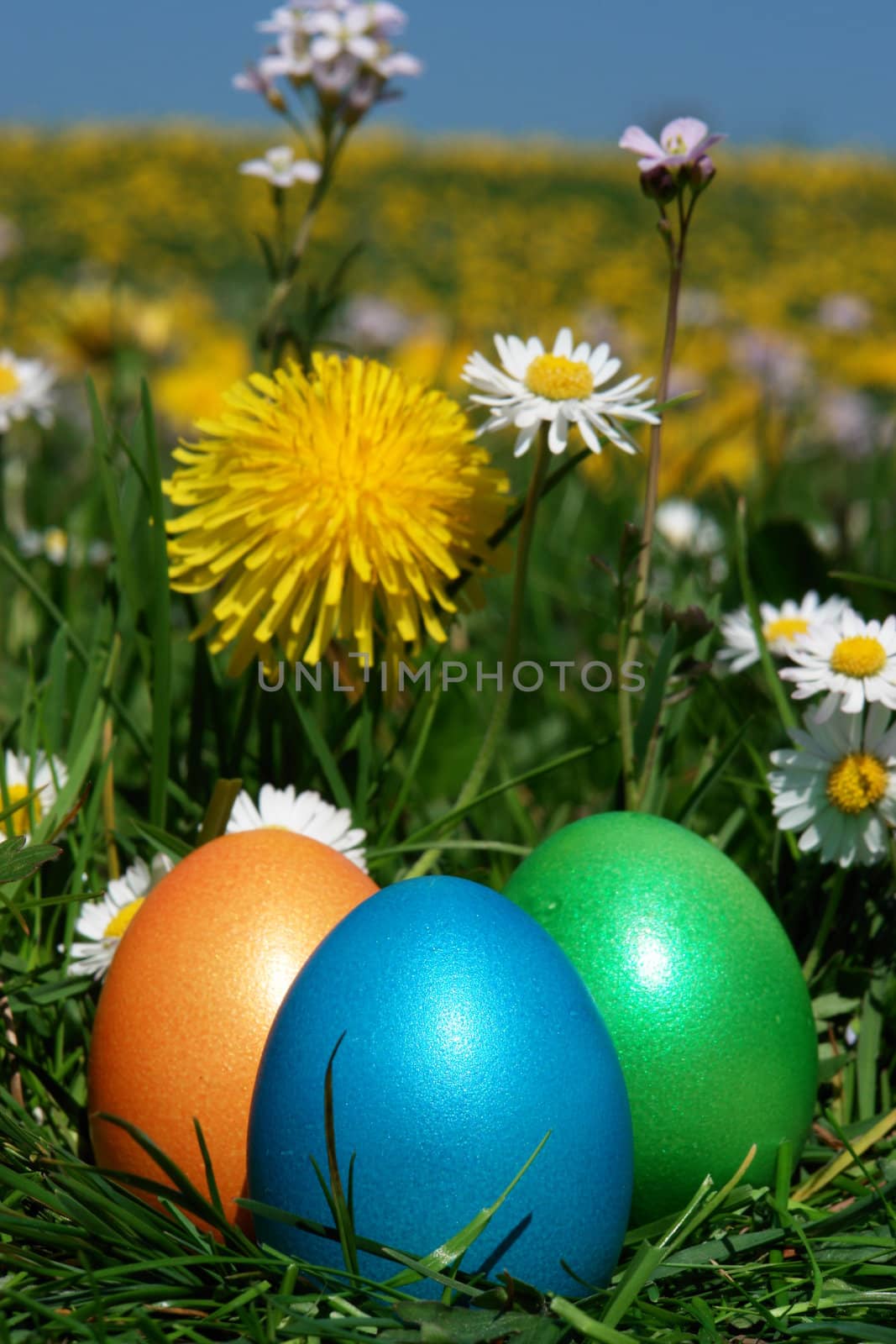 colorful Easter egg in the fresh  spring meadow