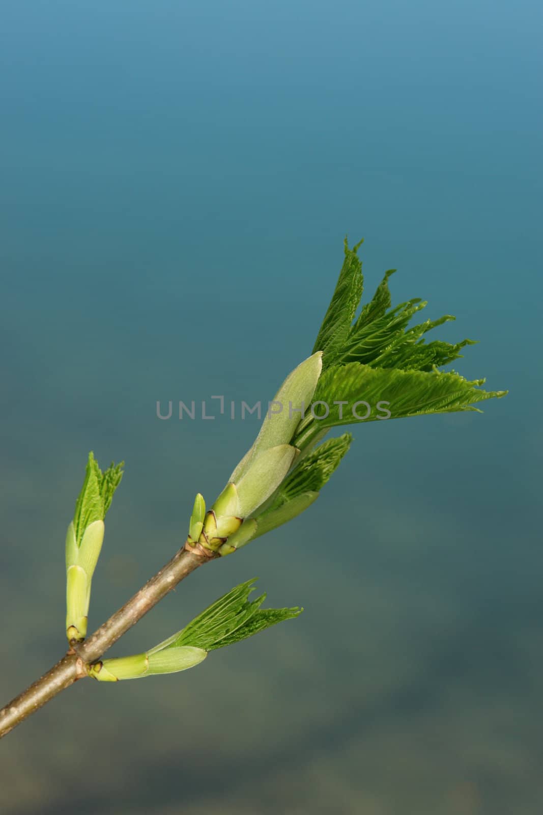 a sprout at spring time on a sunny day