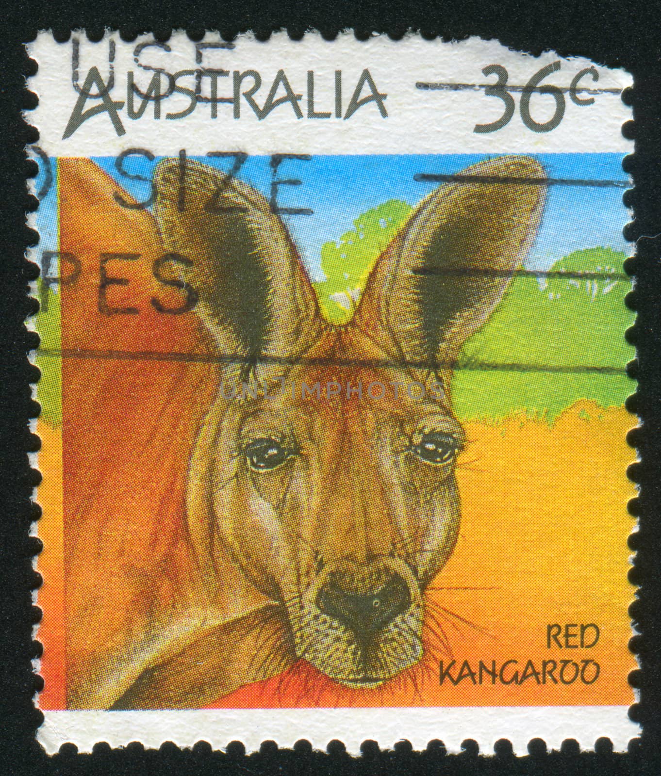 AUSTRALIA - CIRCA 1986: stamp printed by Australia, shows kangaroo, circa 1986