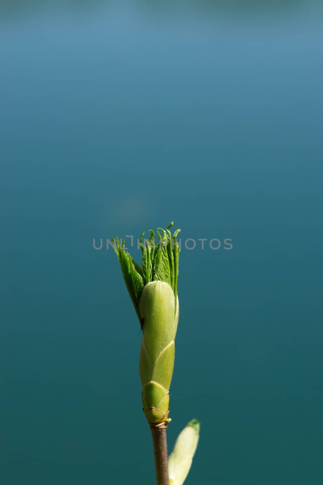 a sprout at spring time on a sunny day