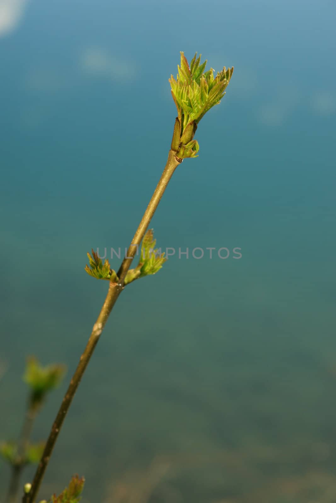 a sprout at spring time on a sunny day