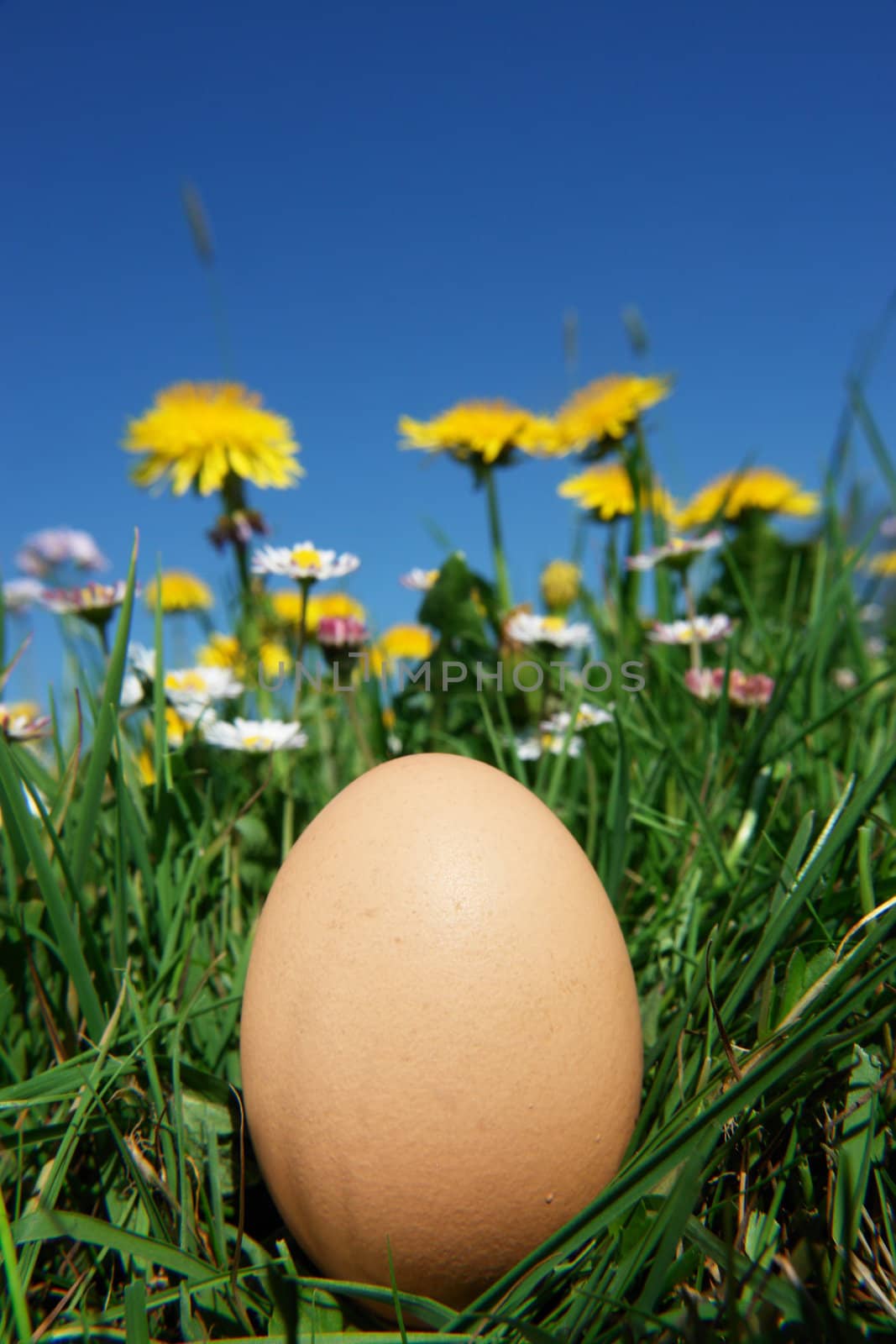 organic eggs in the meadow on a sunny day