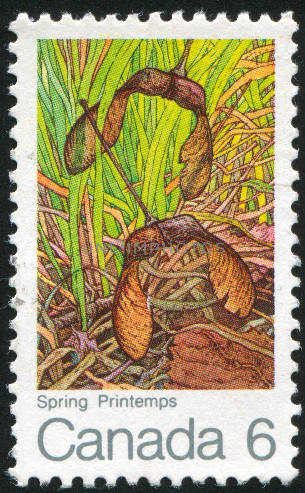 CANADA - CIRCA 1970: stamp printed by Canada, shows Spring, Winged Maple Seed, circa 1970