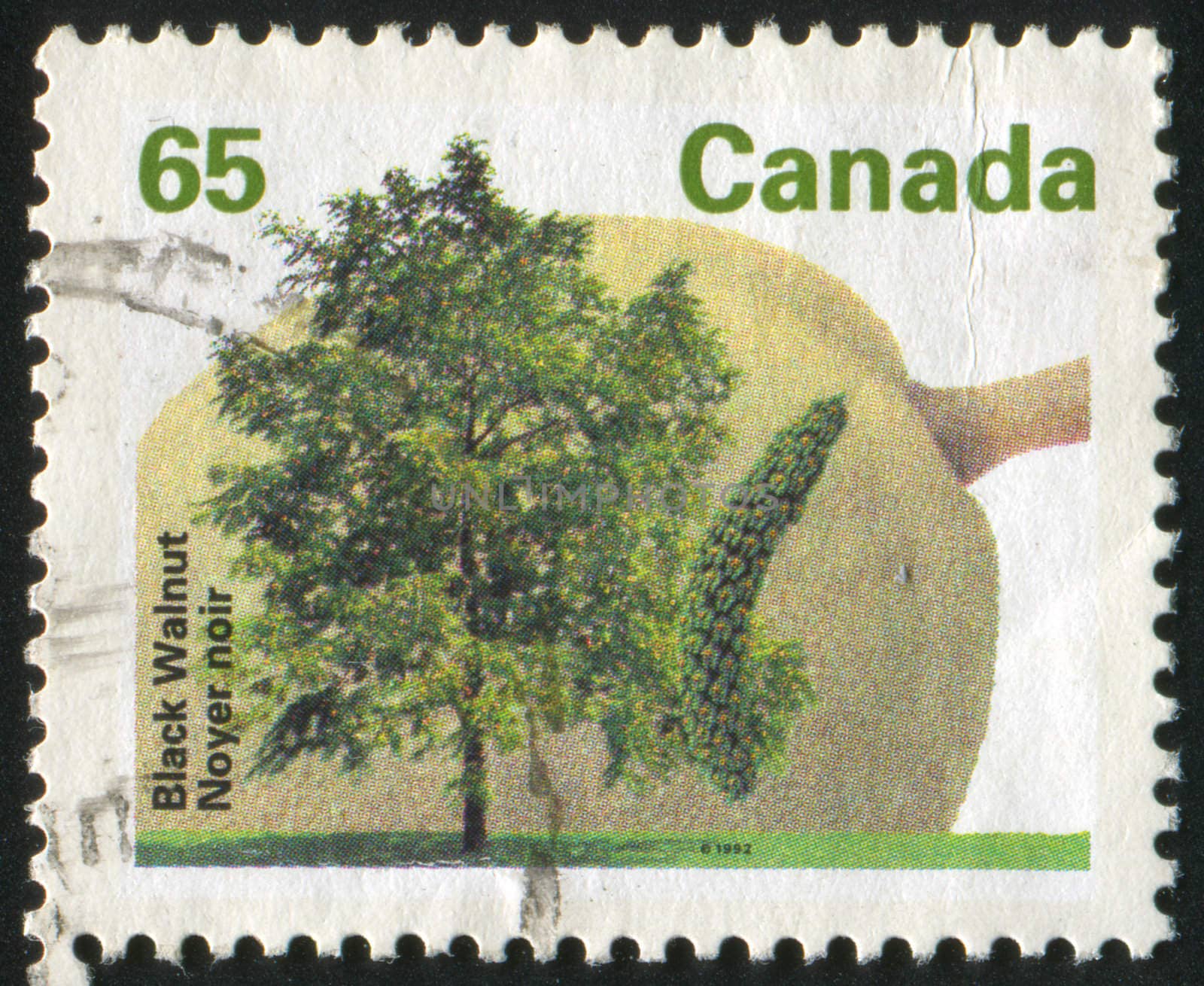 CANADA - CIRCA 1992: stamp printed by Canada, shows tree and flower, Black walnut, circa 1992