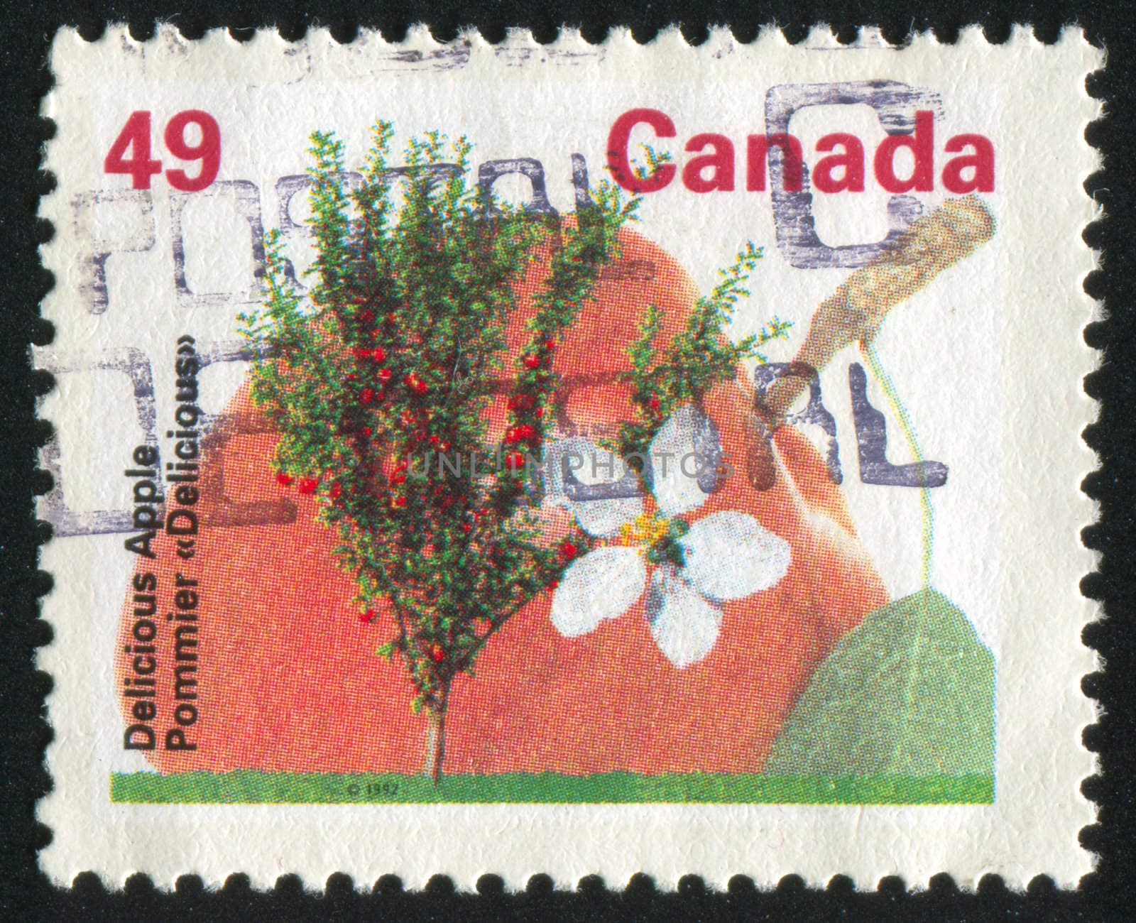 CANADA - CIRCA 1992: stamp printed by Canada, shows tree and flower, Delicious apple circa 1992