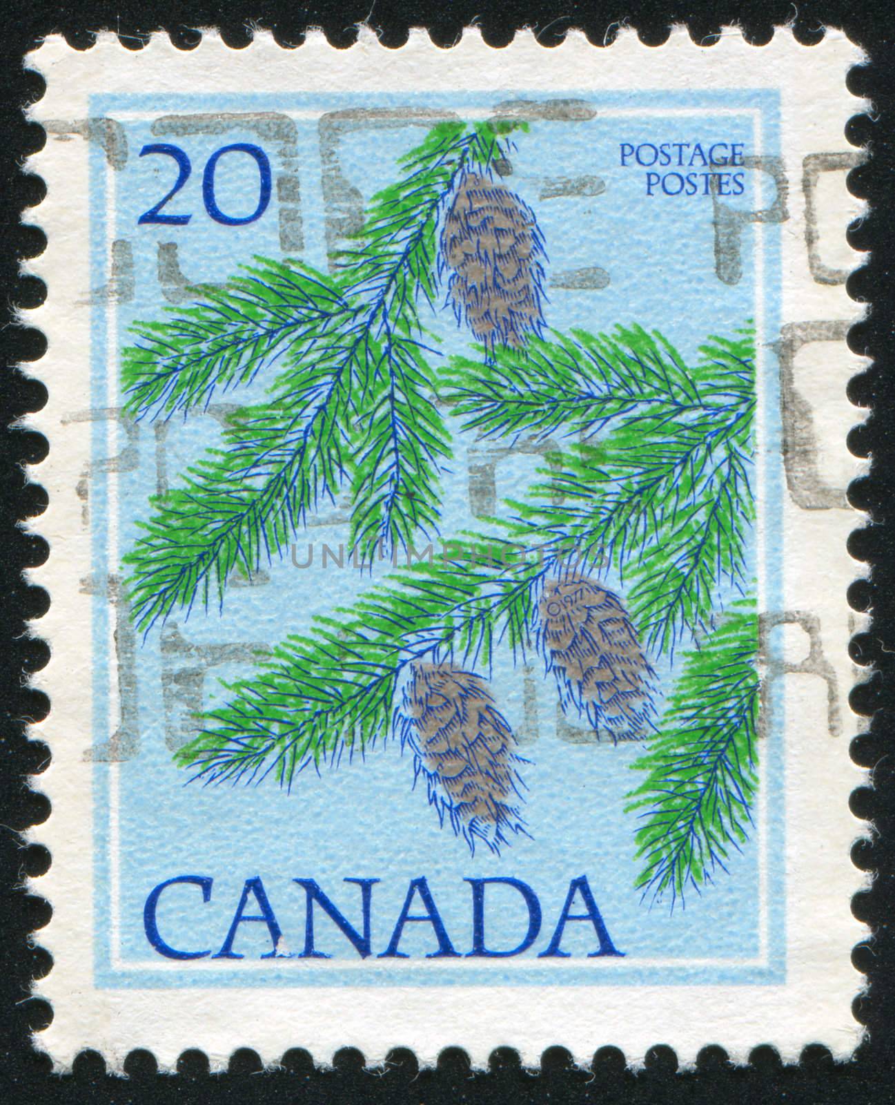 CANADA - CIRCA 1977: stamp printed by Canada, shows Douglas fir, circa 1977