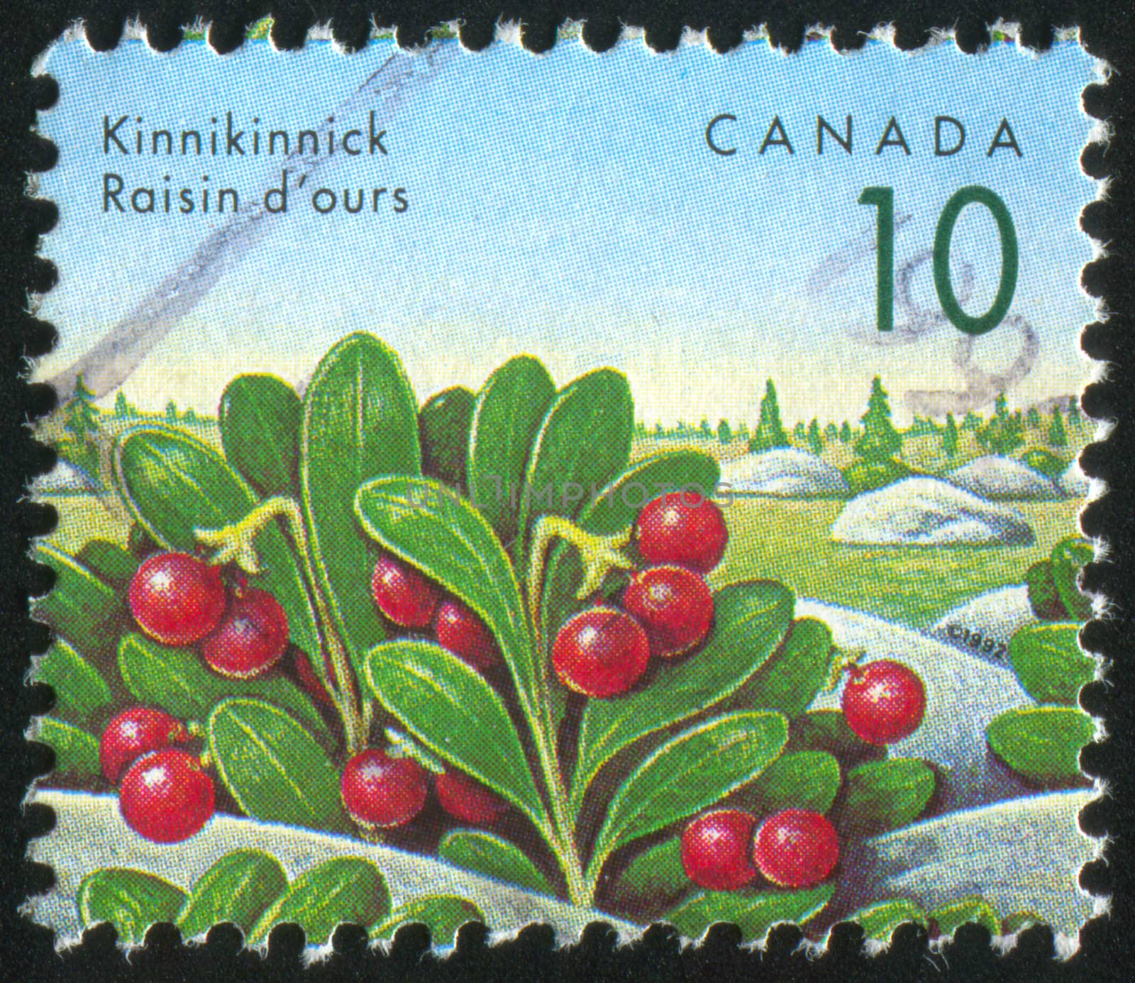 CANADA - CIRCA 1991: stamp printed by Canada, shows Kinnikinnick, circa 1991