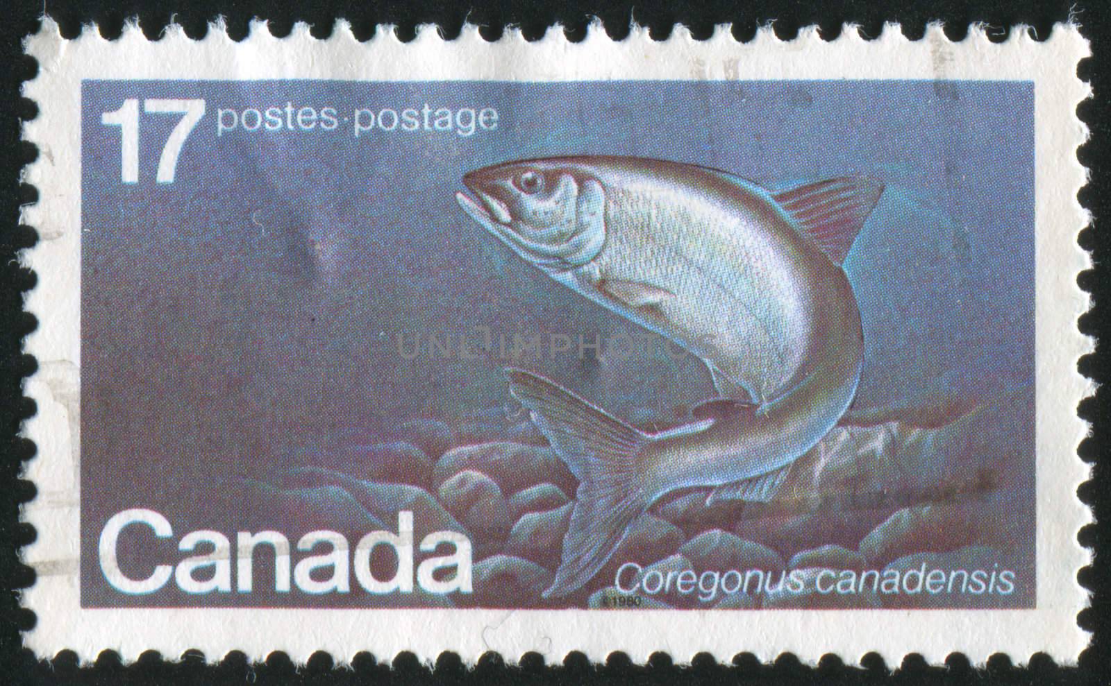 CANADA - CIRCA 1980: stamp printed by Canada, shows Atlantic Whitefish, circa 1980