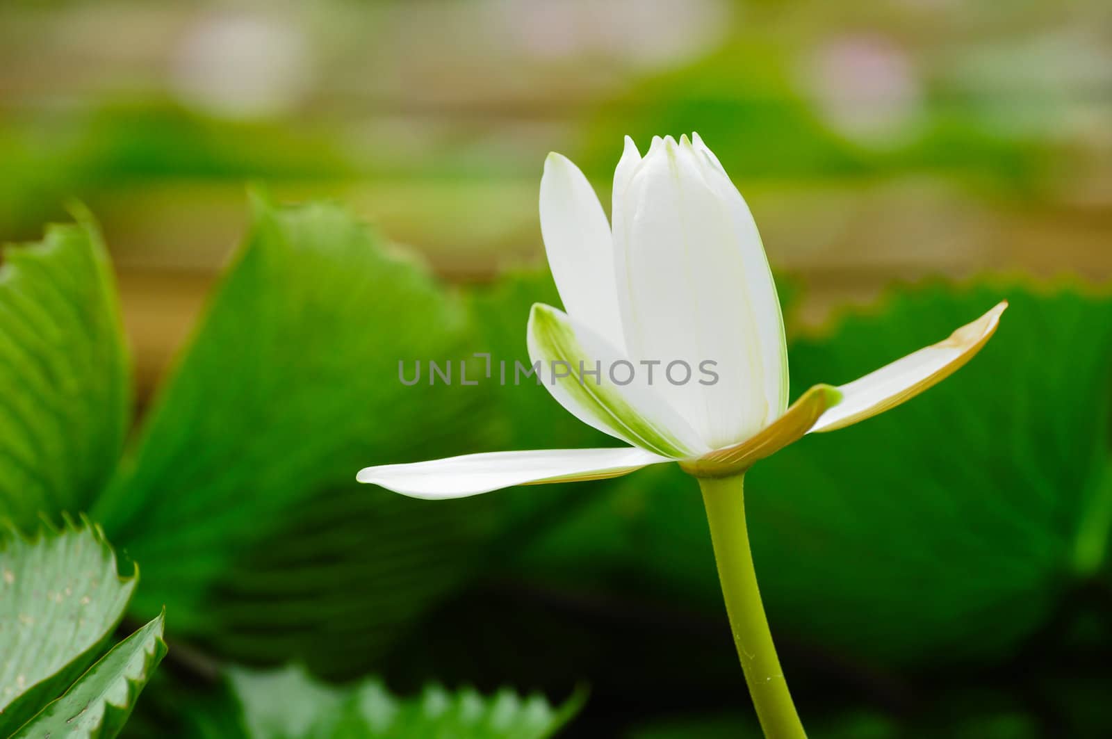 white lotus flower