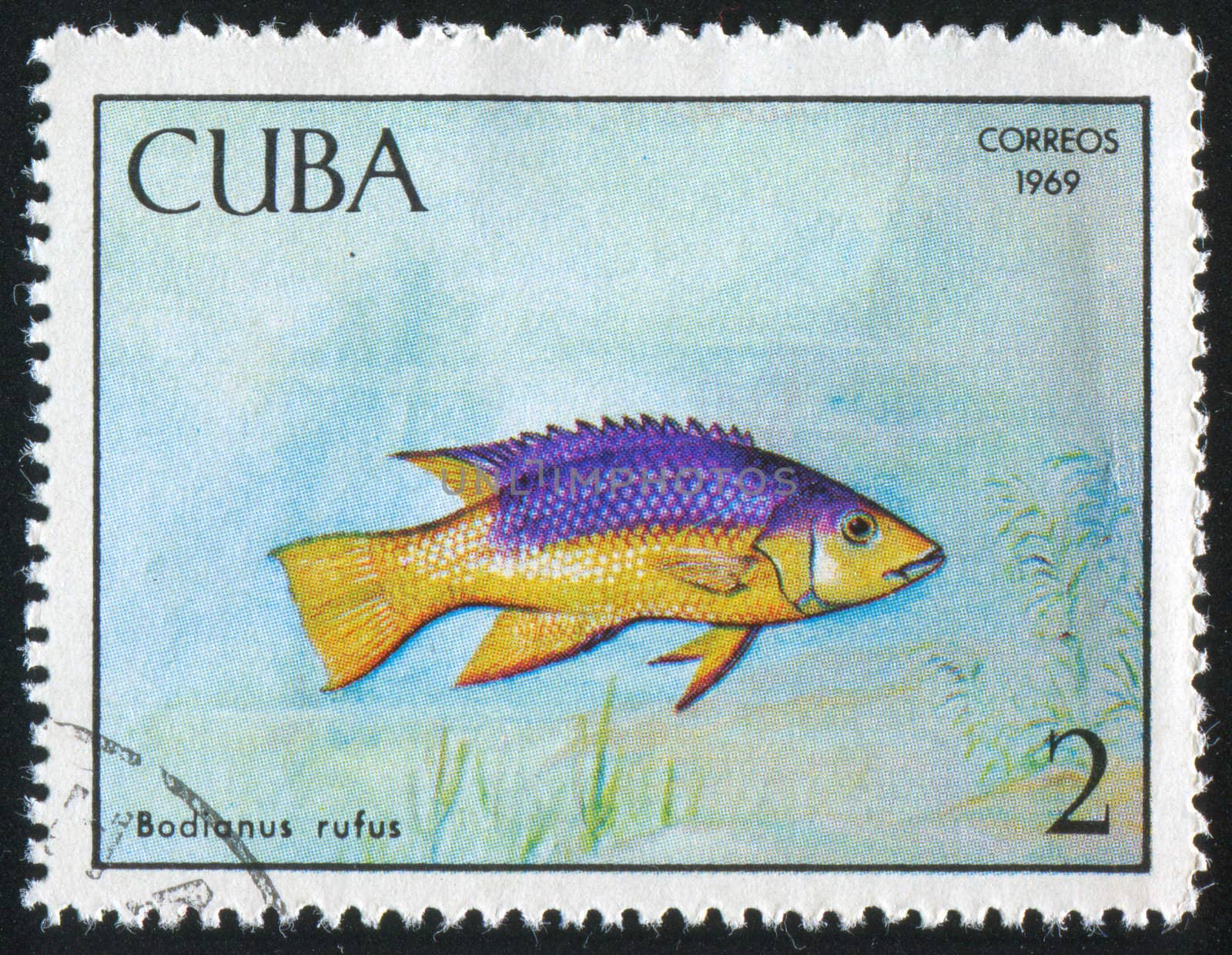 CUBA - CIRCA 1969: stamp printed by Cuba, shows fish Bodianus rufus, circa 1969