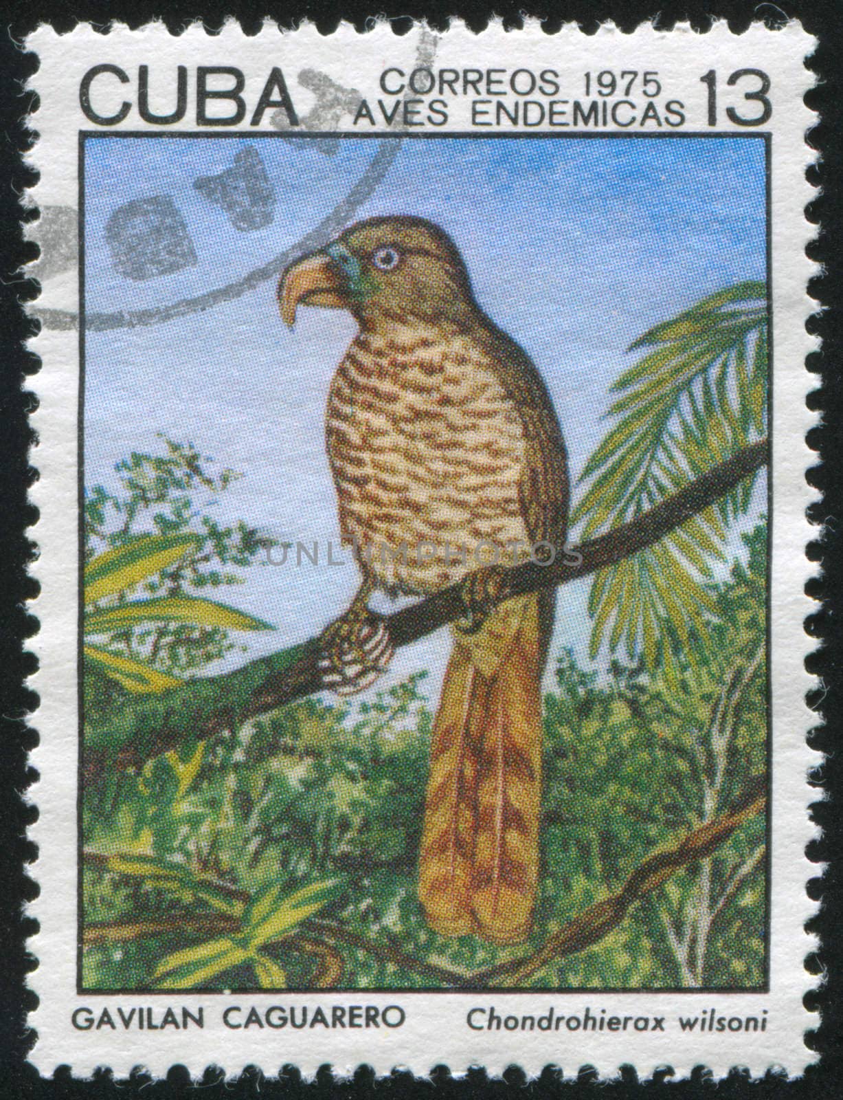 CUBA - CIRCA 1975: stamp printed by Cuba, shows Chondrohierax wilsoni, circa 1975
