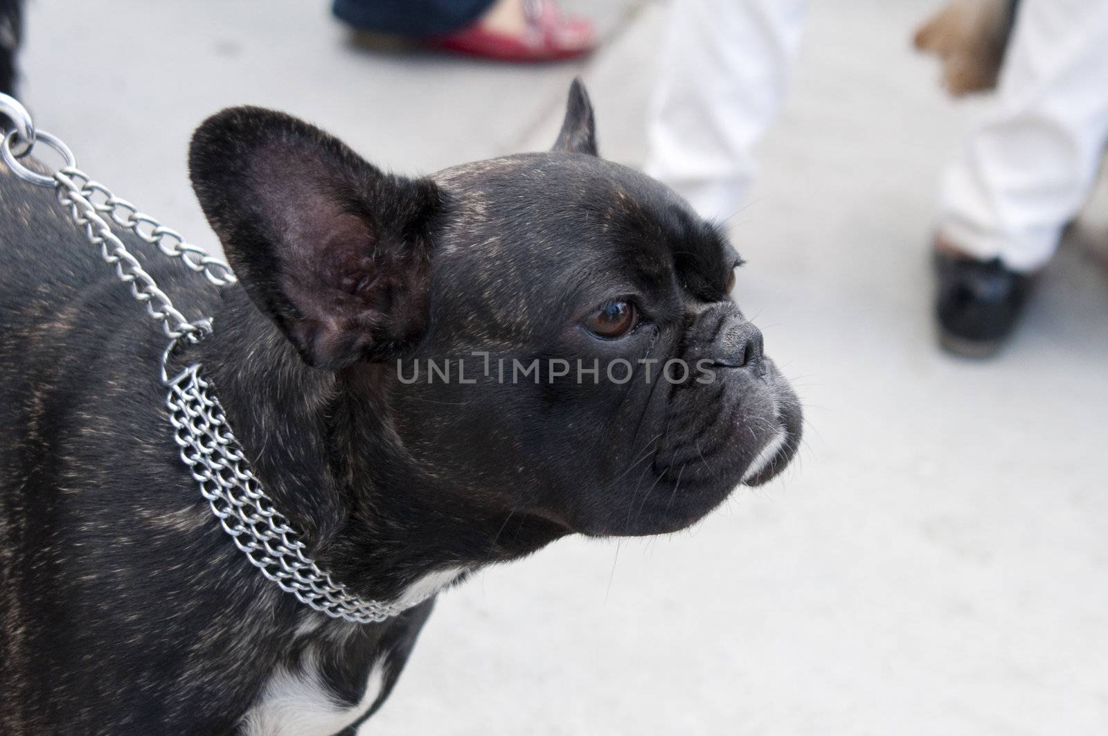 French Bulldog has the appearance of an active, intelligent, muscular dog of heave bone, smooth coat, compactly built.