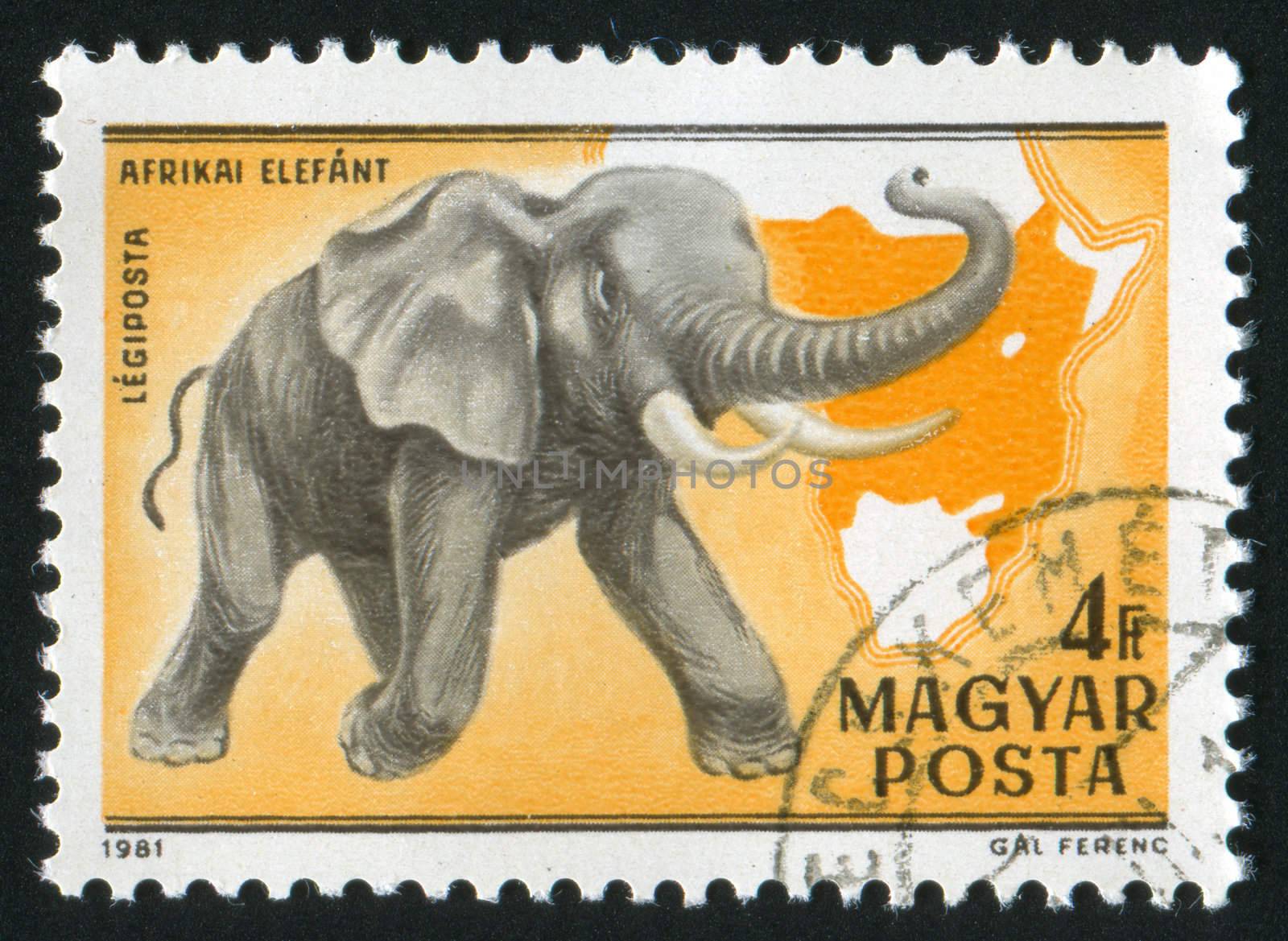 HUNGARY - CIRCA 1981: stamp printed by Hungary, shows elephant, circa 1981