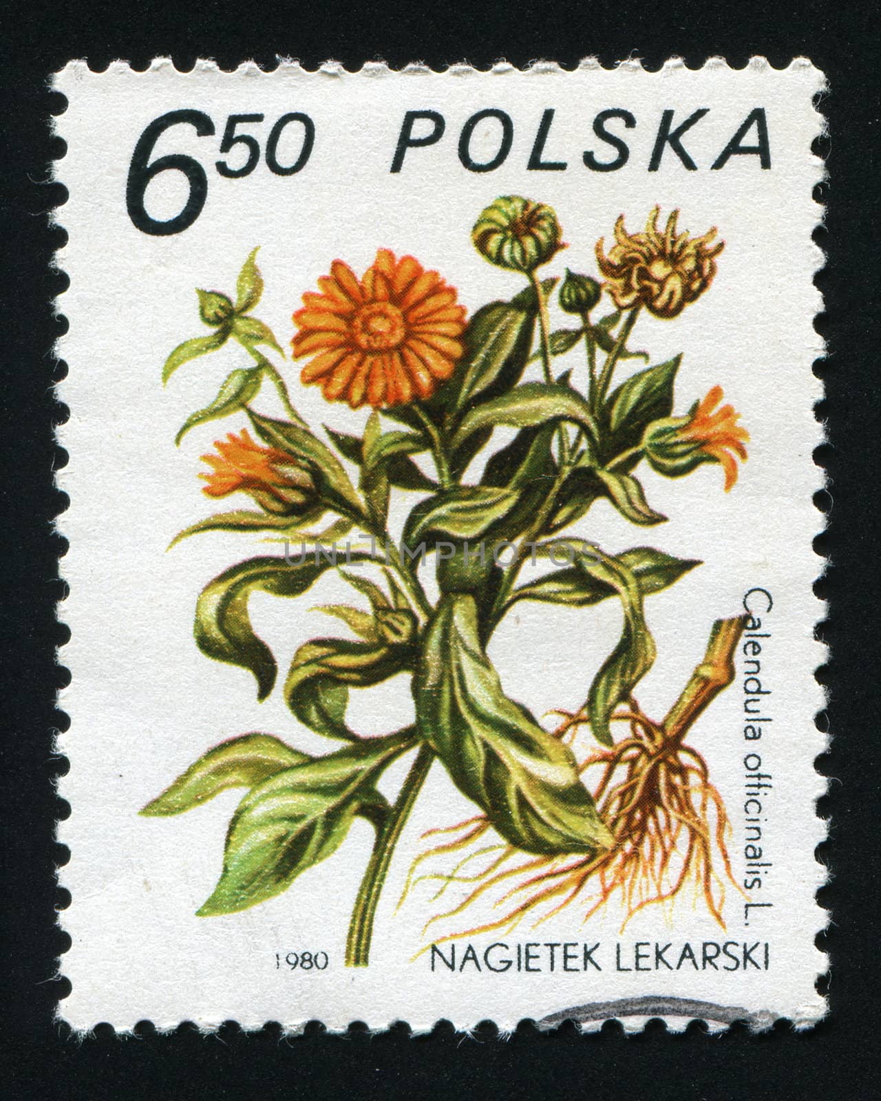 POLAND -CIRCA 1980: Calendula pot marigold, is a genus of about 12-20 species of annual or perennial herbaceous plants in the daisy family Asteraceae, circa 1980.