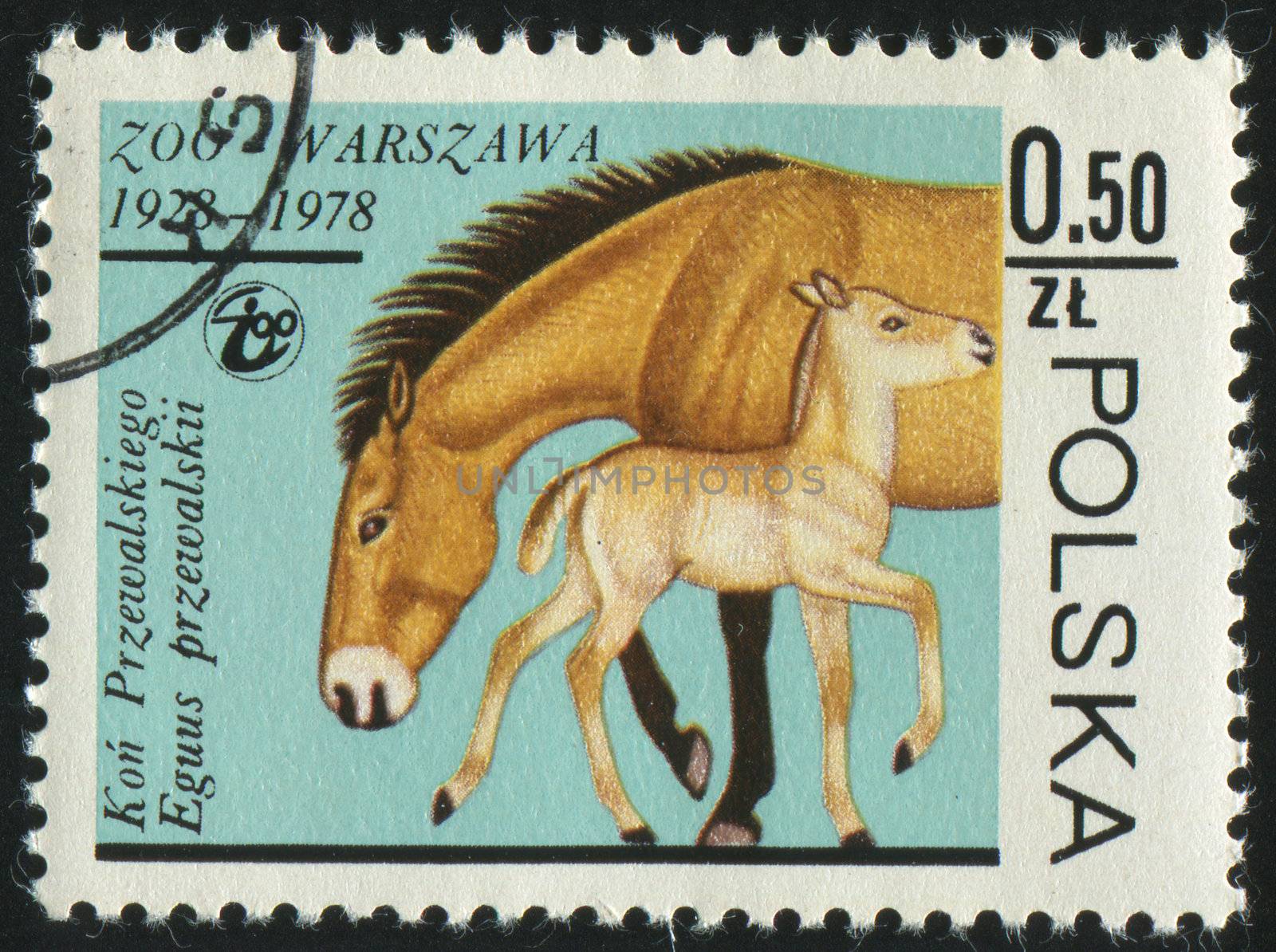 POLAND - CIRCA 1978: stamp printed by Poland, shows mare and colt, circa 1978.