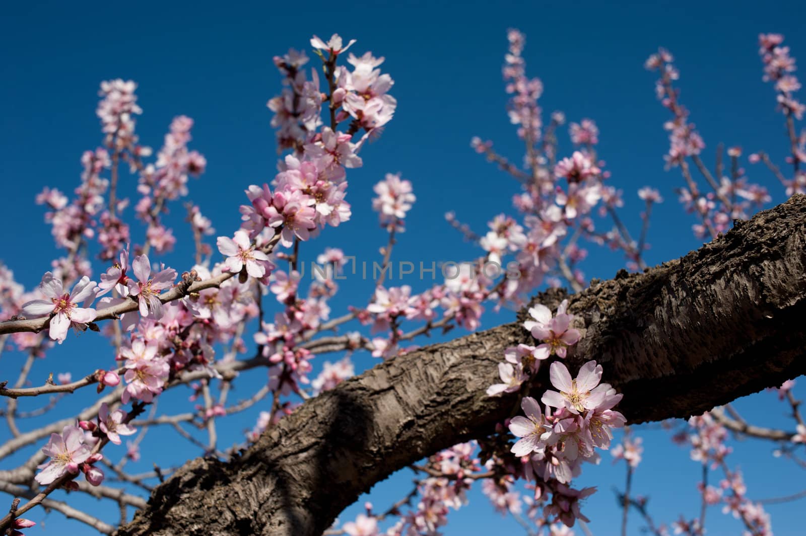 Dry branch of an old almond tree flowering