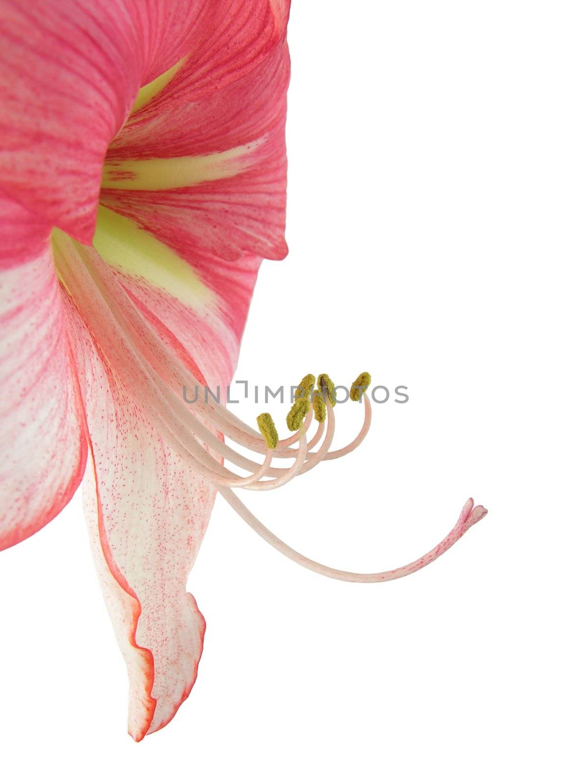 beauty of amarillis flower
