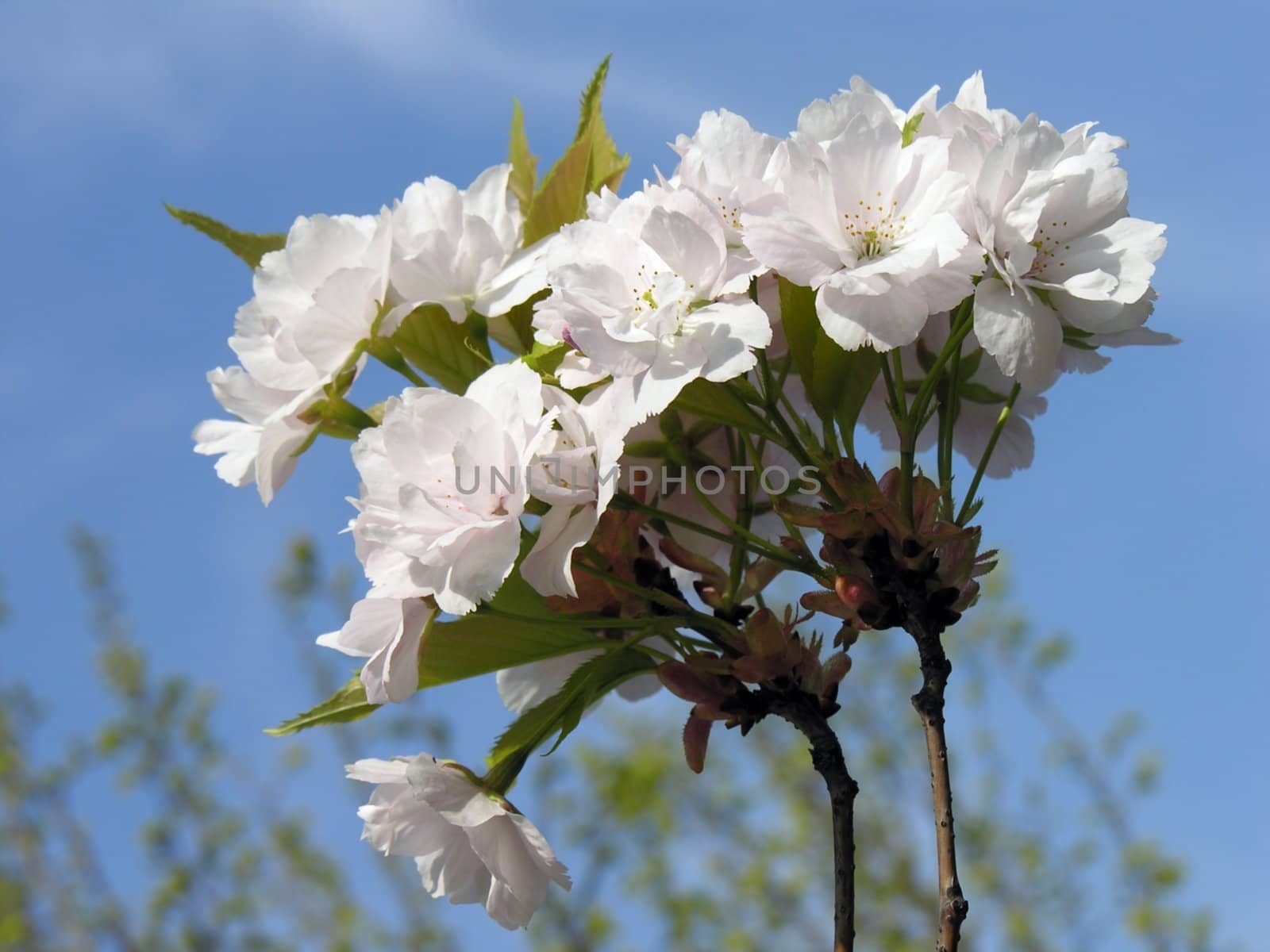 decorative bush in blossom
