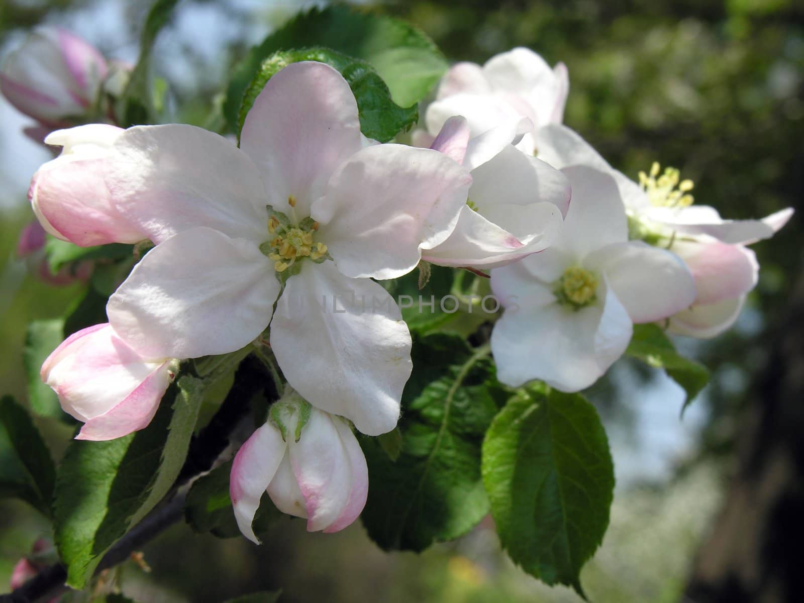 apple tree in blossom
