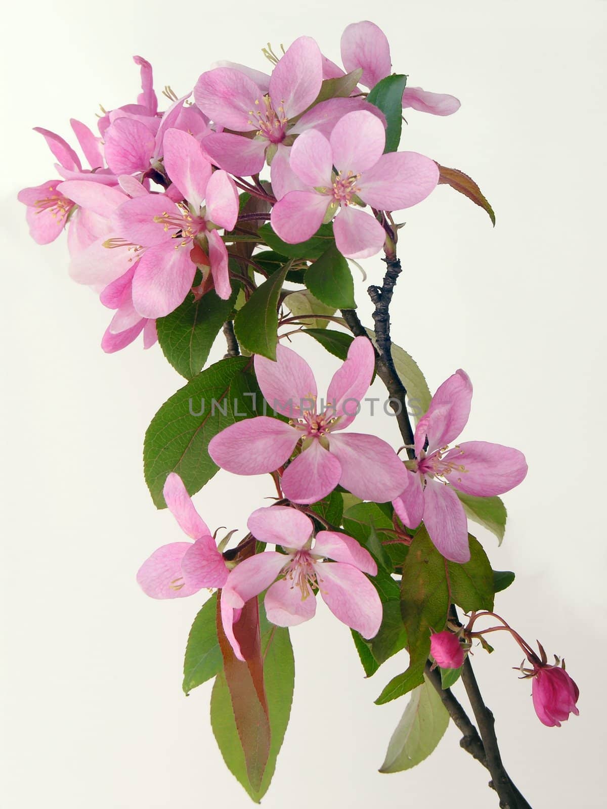 pink flowers of decorative tree