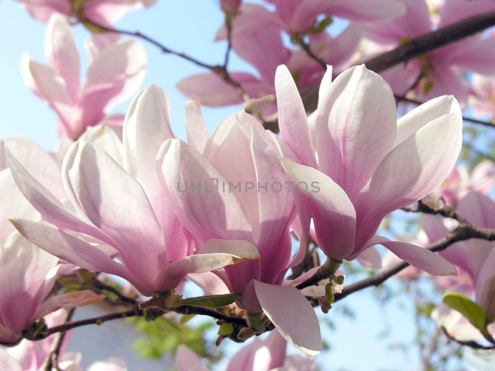 magnilia  tree in blossom