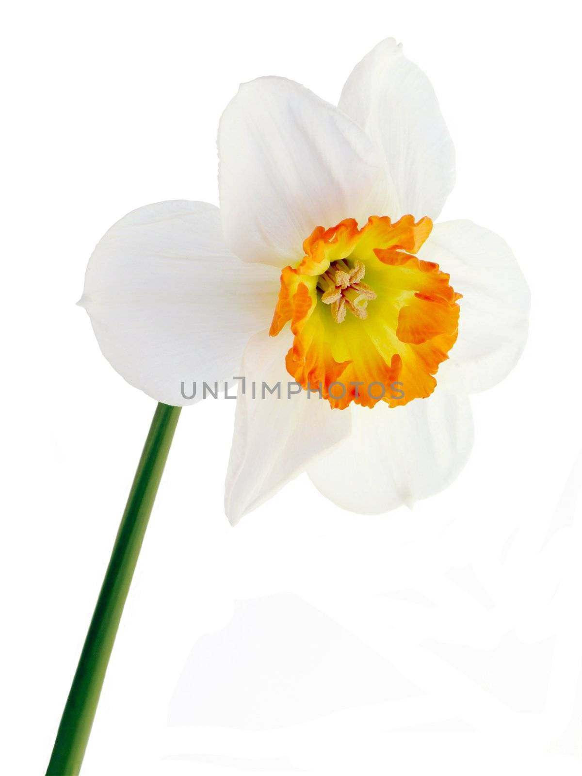 white daffodil by RAIMA